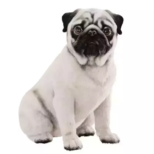 Realistic pug dog