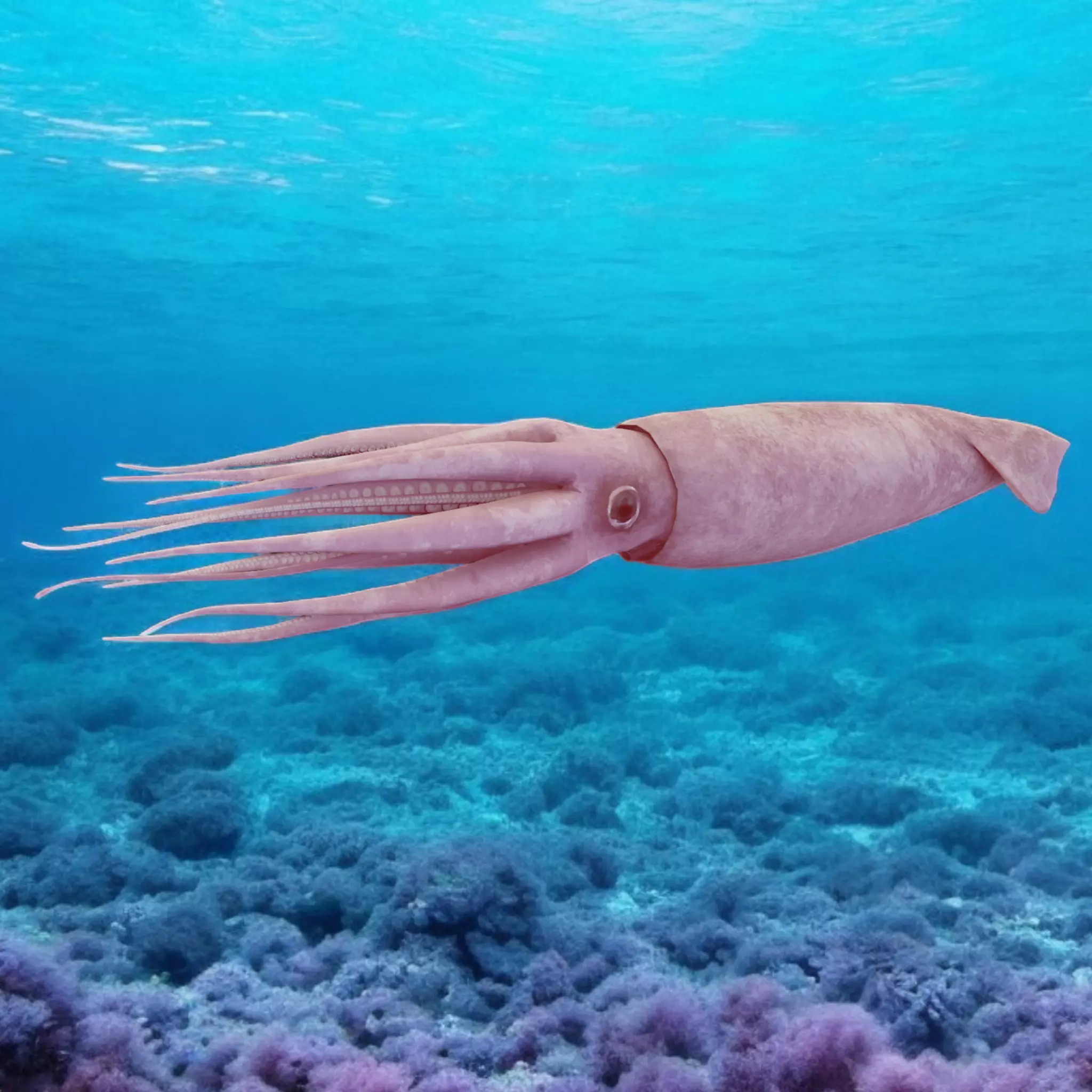 Squid Animated Low-poly 3D model