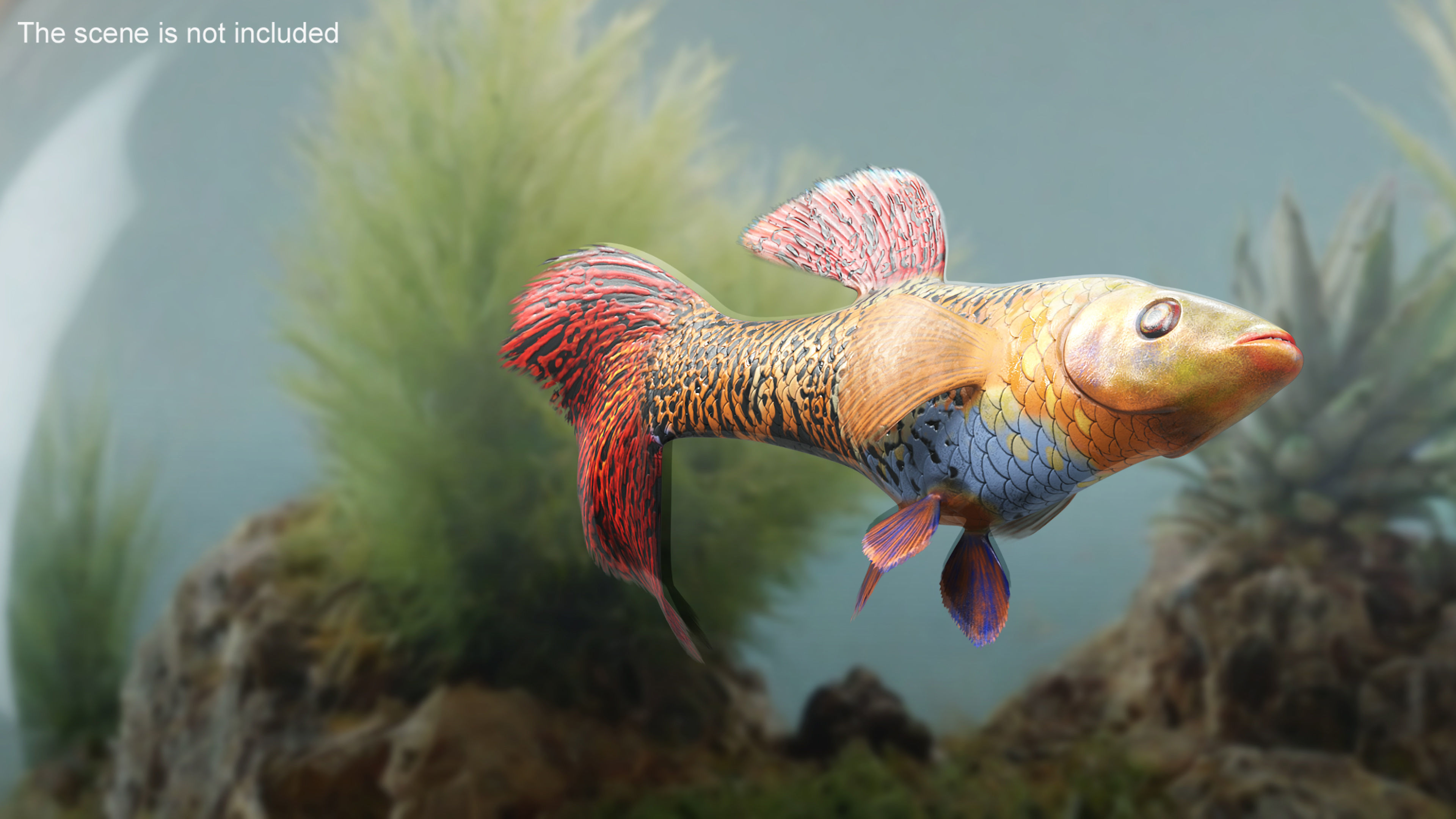 Guppy Fish Red Snake Rigged for Cinema 4D 3D model