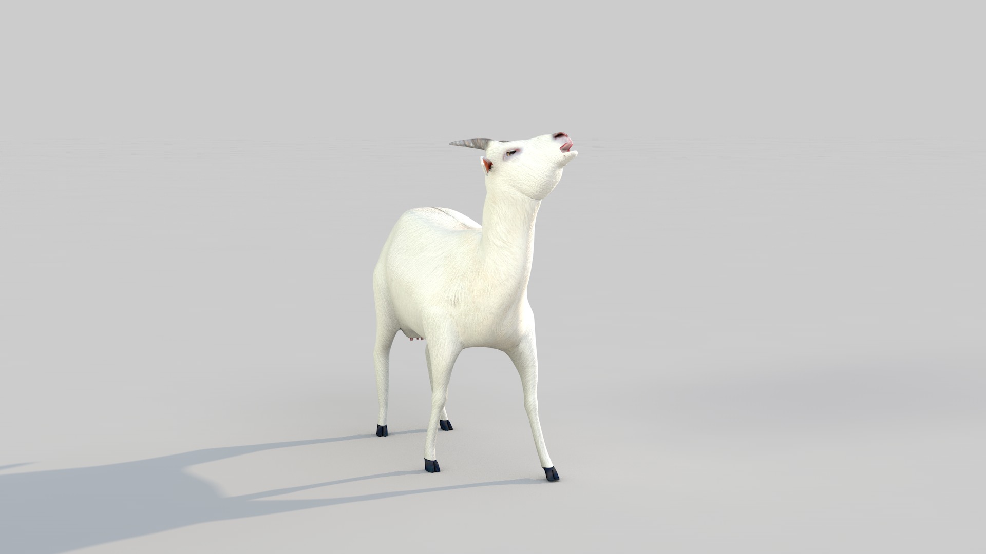 white goat two 3D model_5