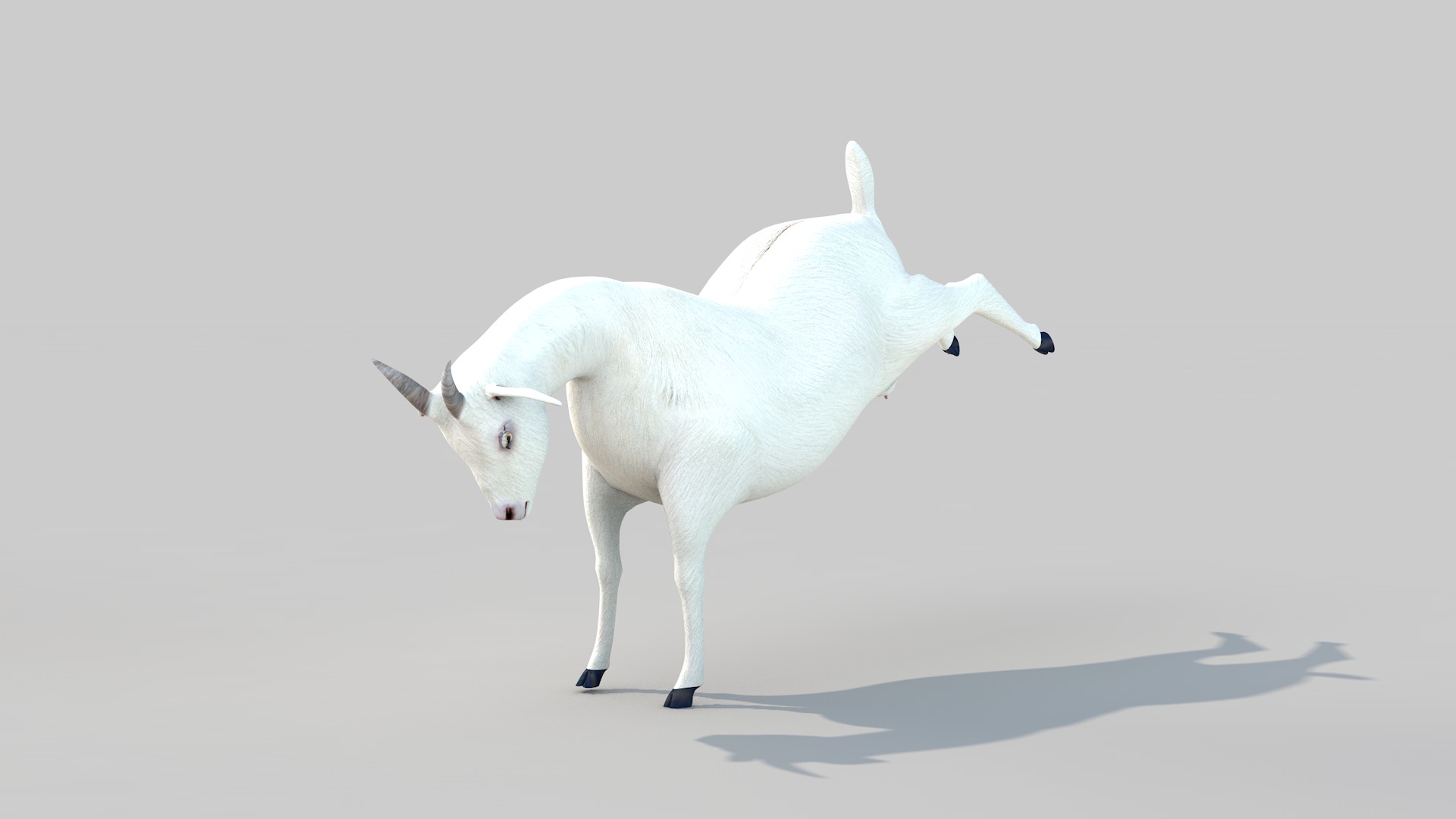 white goat two 3D model_4