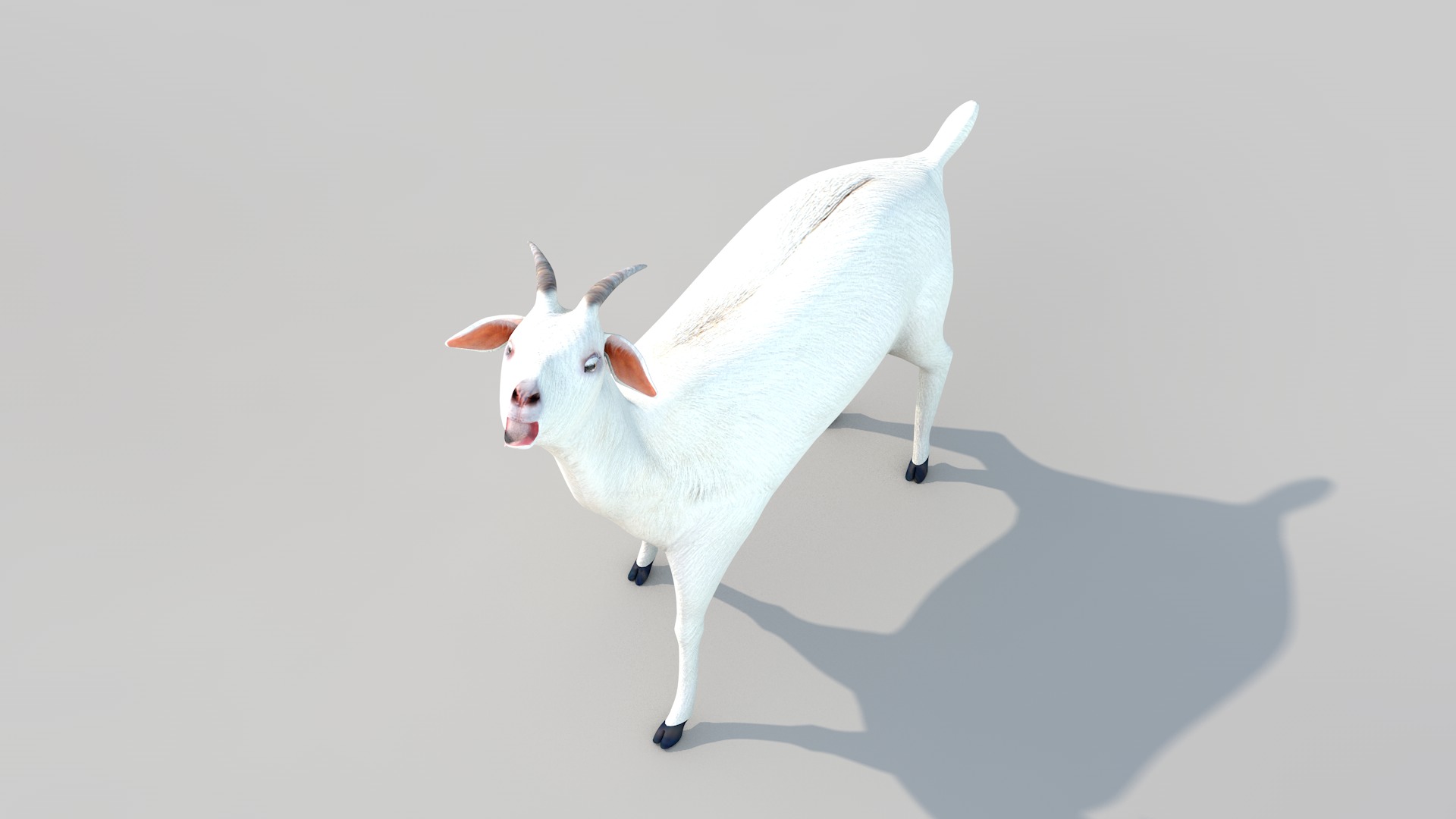 white goat two 3D model_6