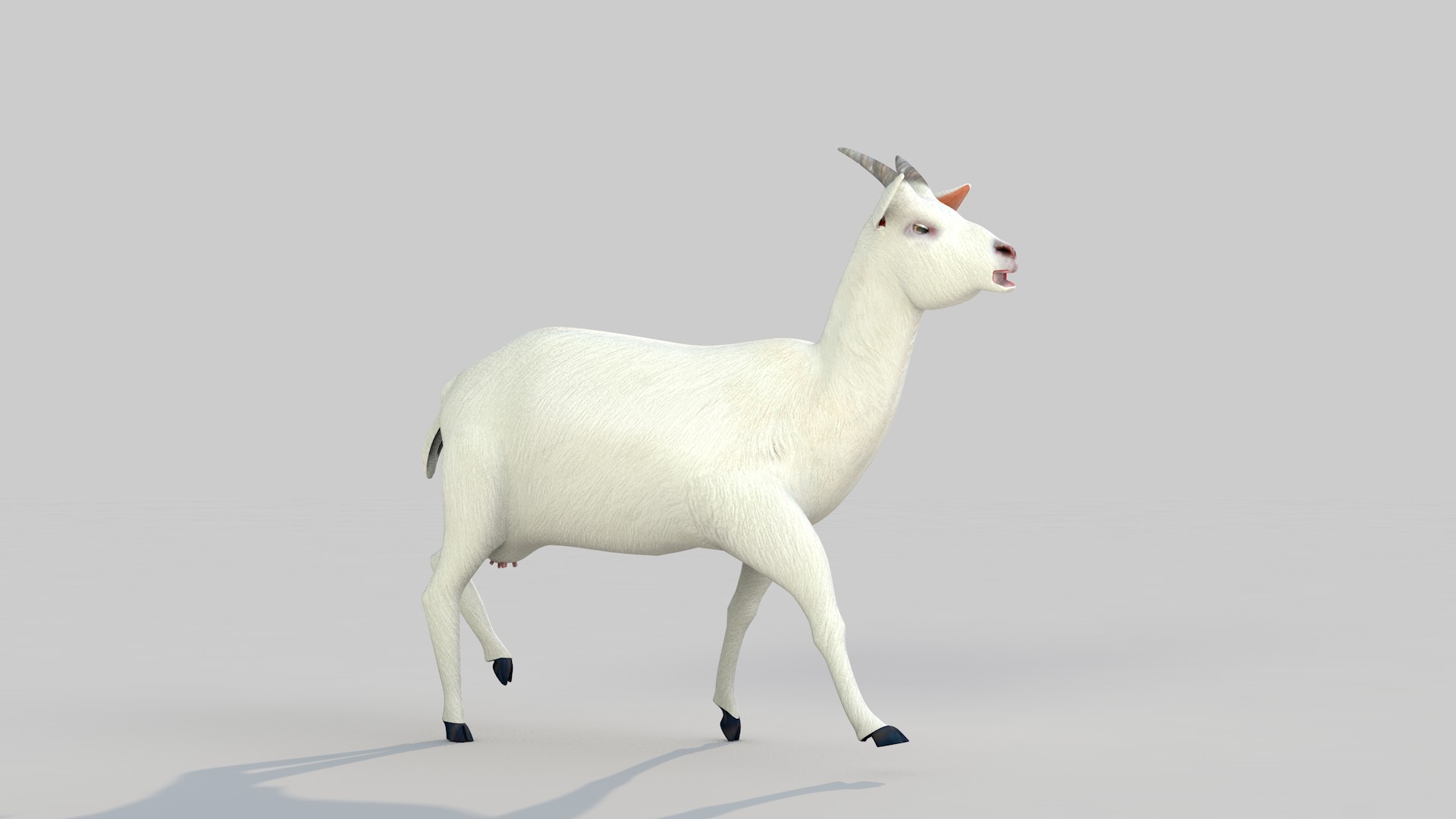 white goat two 3D model_1