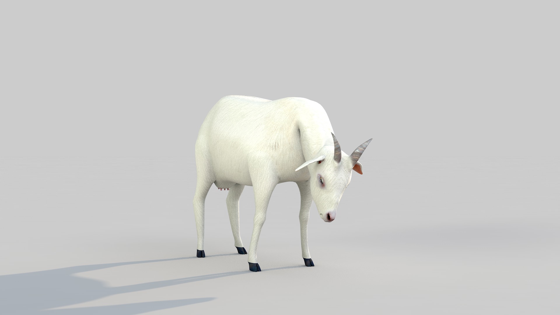 white goat two 3D model_2