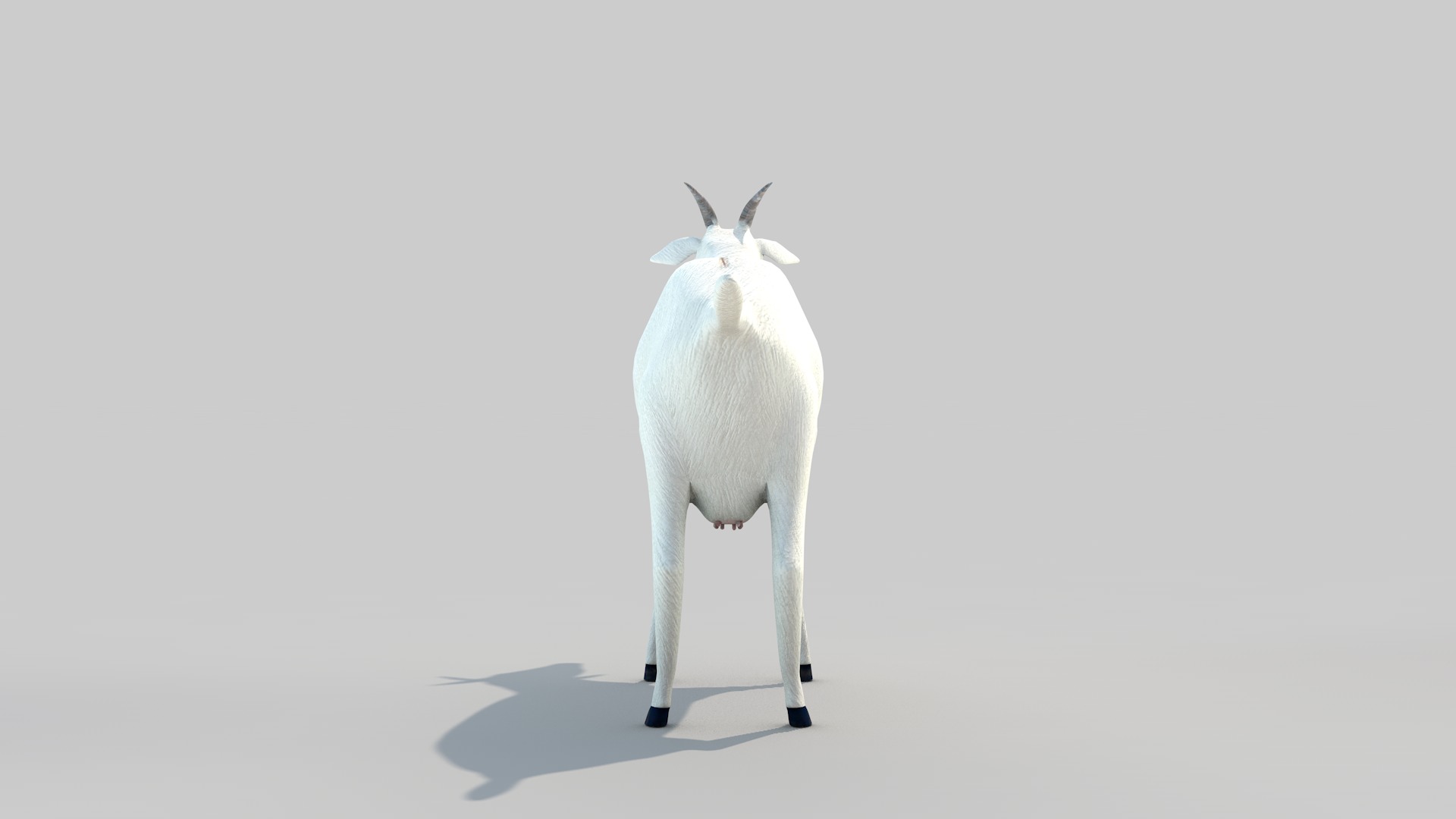white goat two 3D model_14