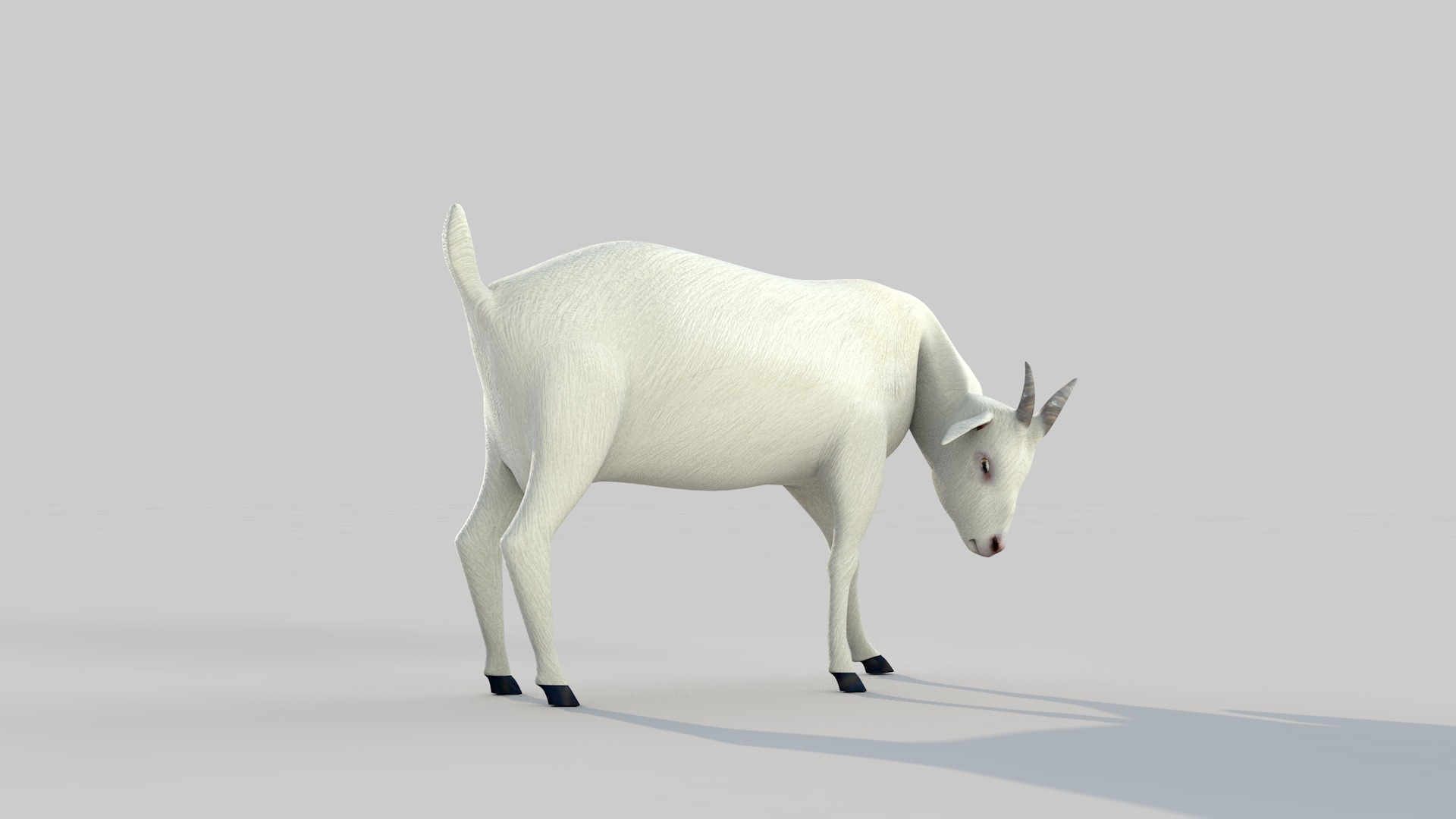 white goat two 3D model_3