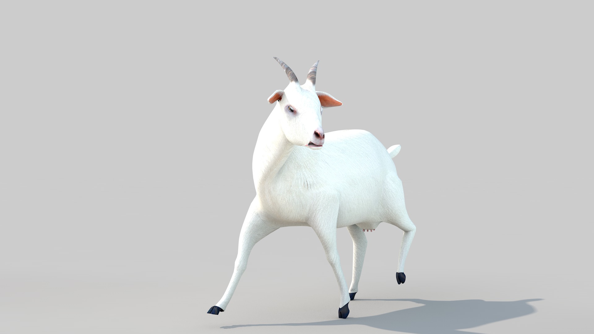 white goat two 3D model_18
