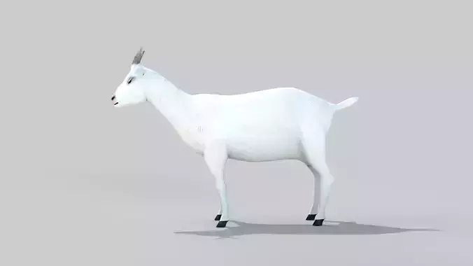 white goat two