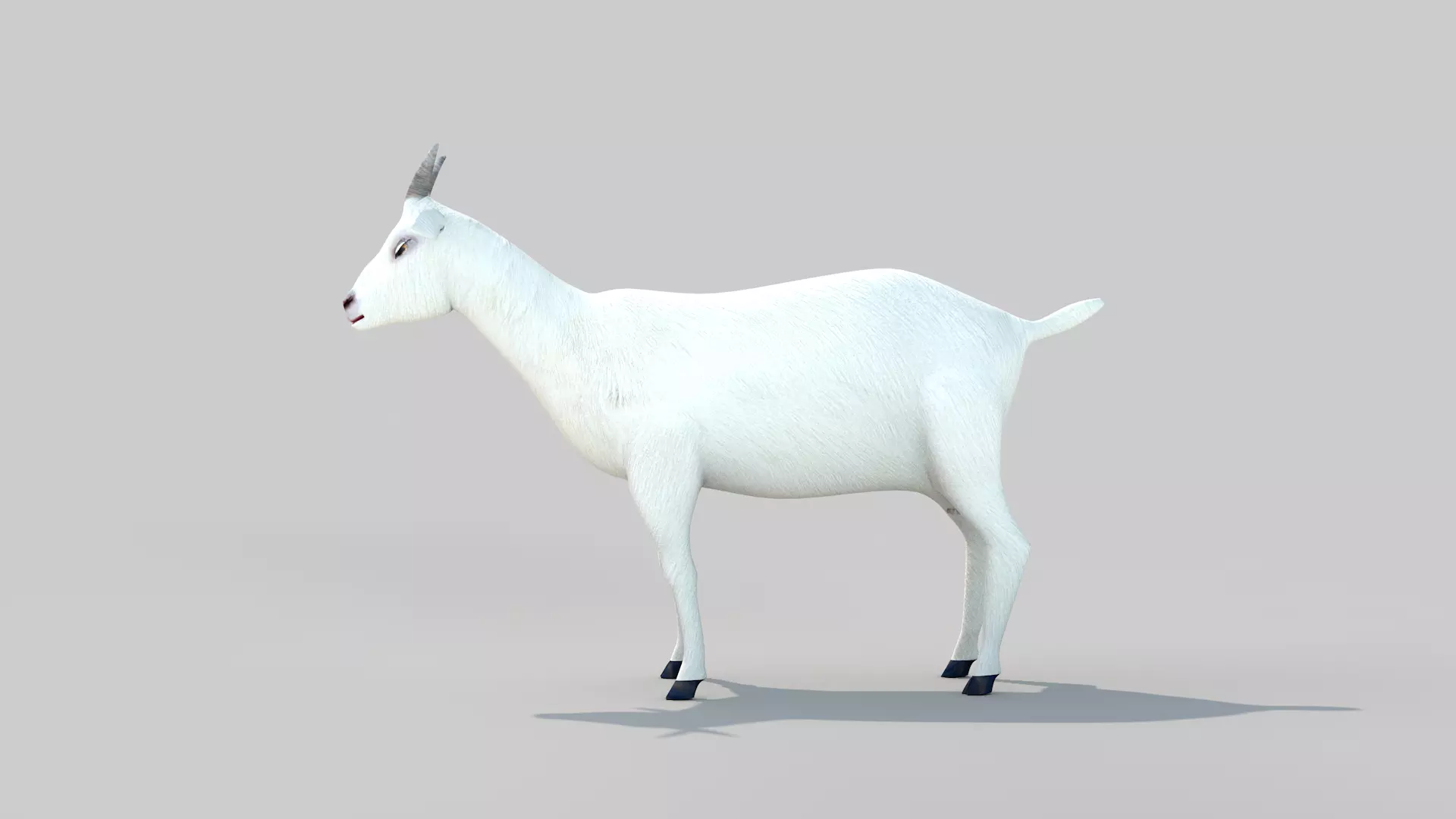 white goat two 3D model_0