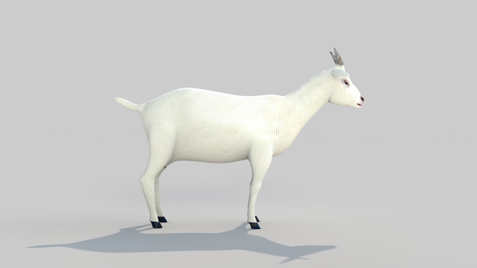 white goat two 3D model_17