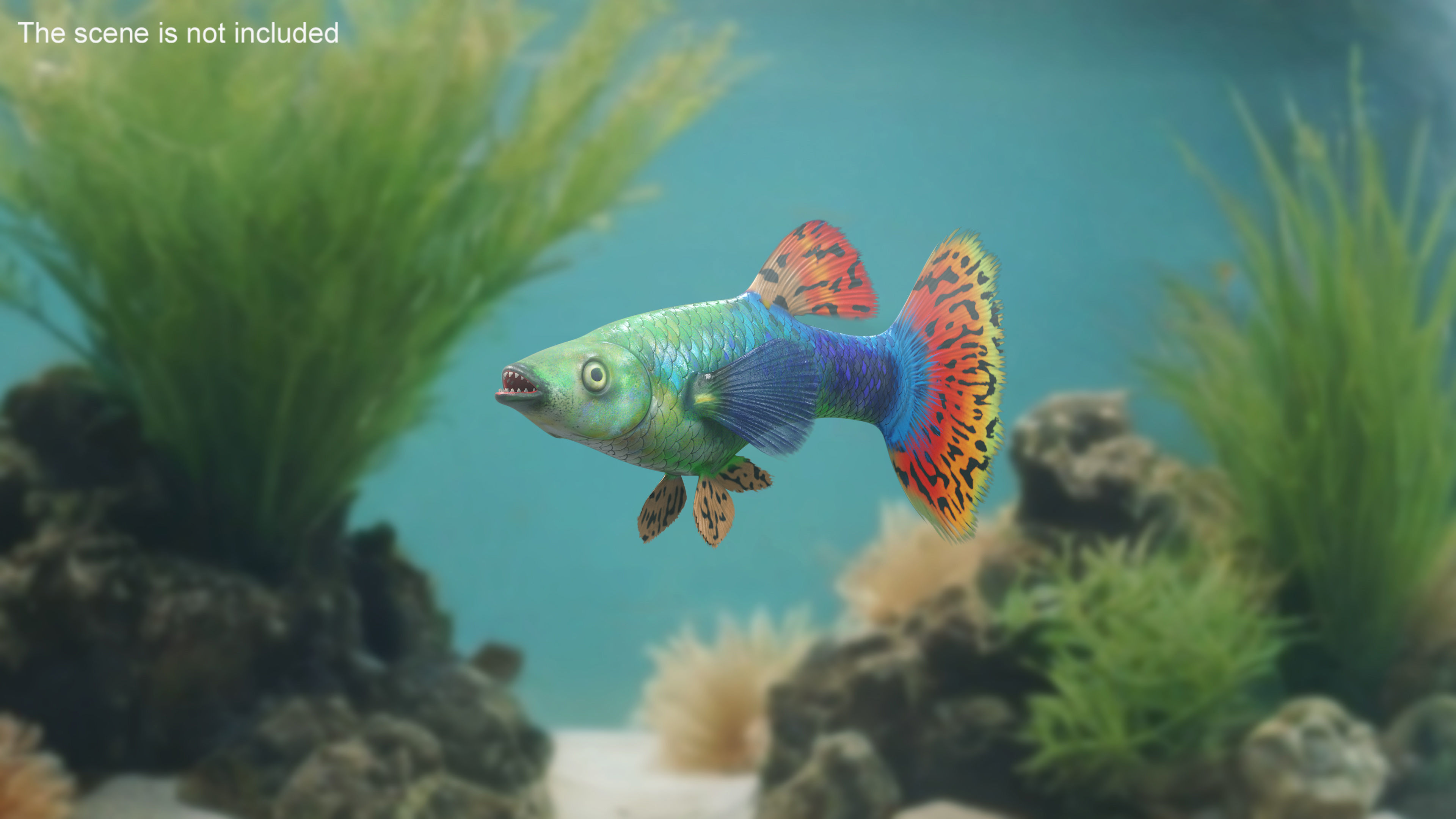 Guppy Fish Red Dragon Rigged for Maya 3D model