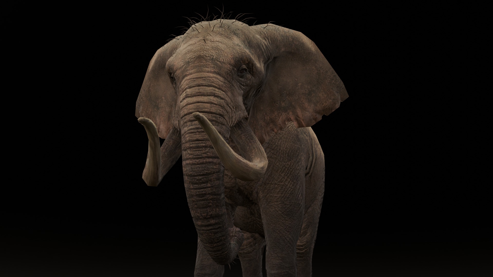 Elephant Animated Rigged 3D Model Low-poly 3D model_2