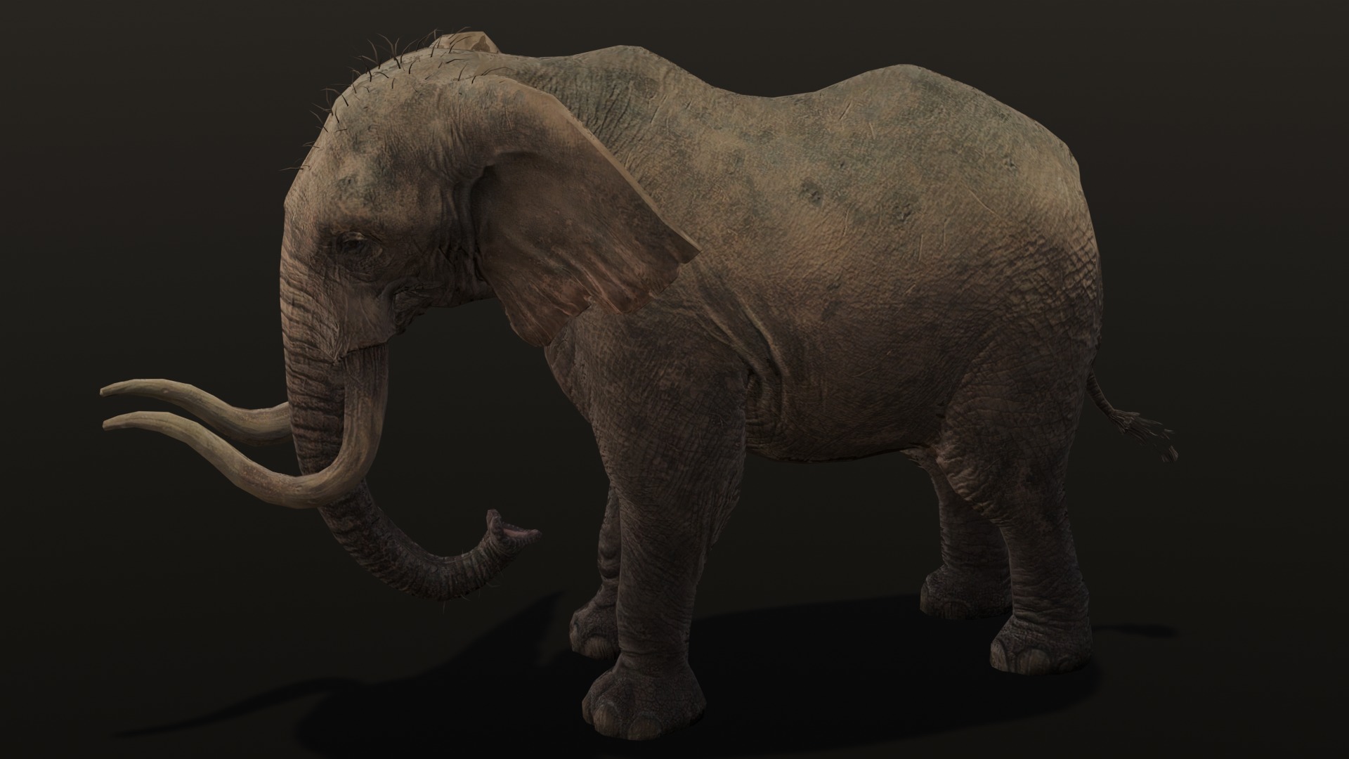 Elephant Animated Rigged 3D Model Low-poly 3D model_13