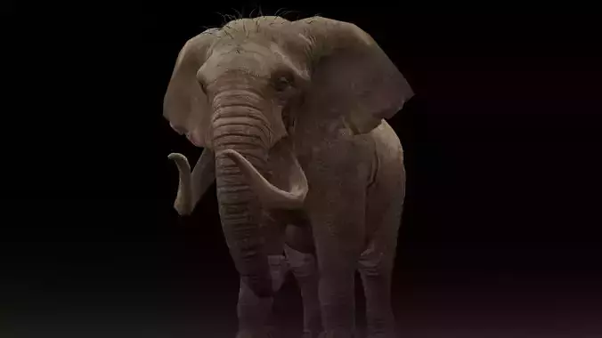 Elephant Animated Rigged 3D Model Low-poly 3D model