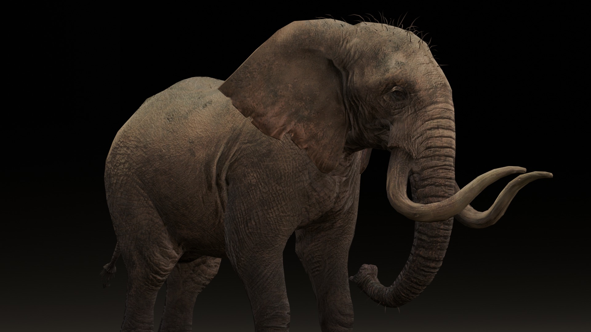 Elephant Animated Rigged 3D Model Low-poly 3D model_11