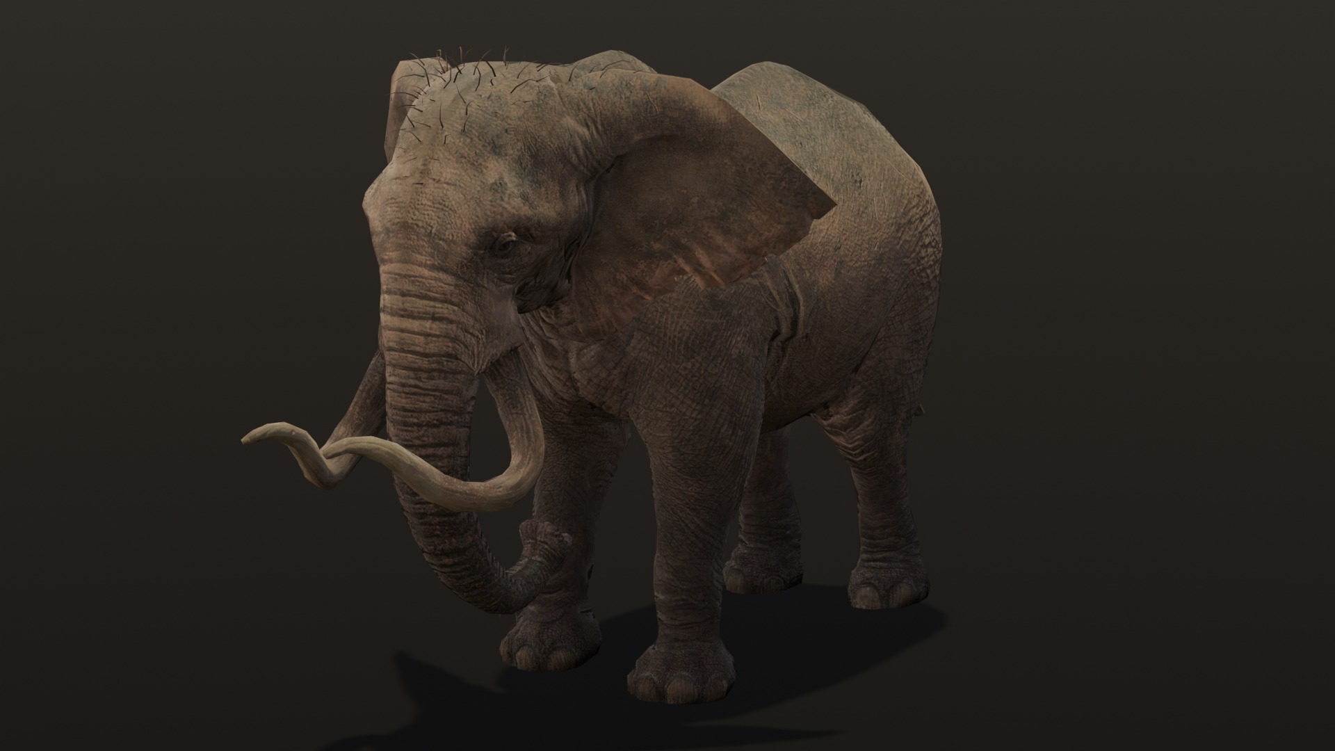 Elephant Animated Rigged 3D Model Low-poly 3D model_15