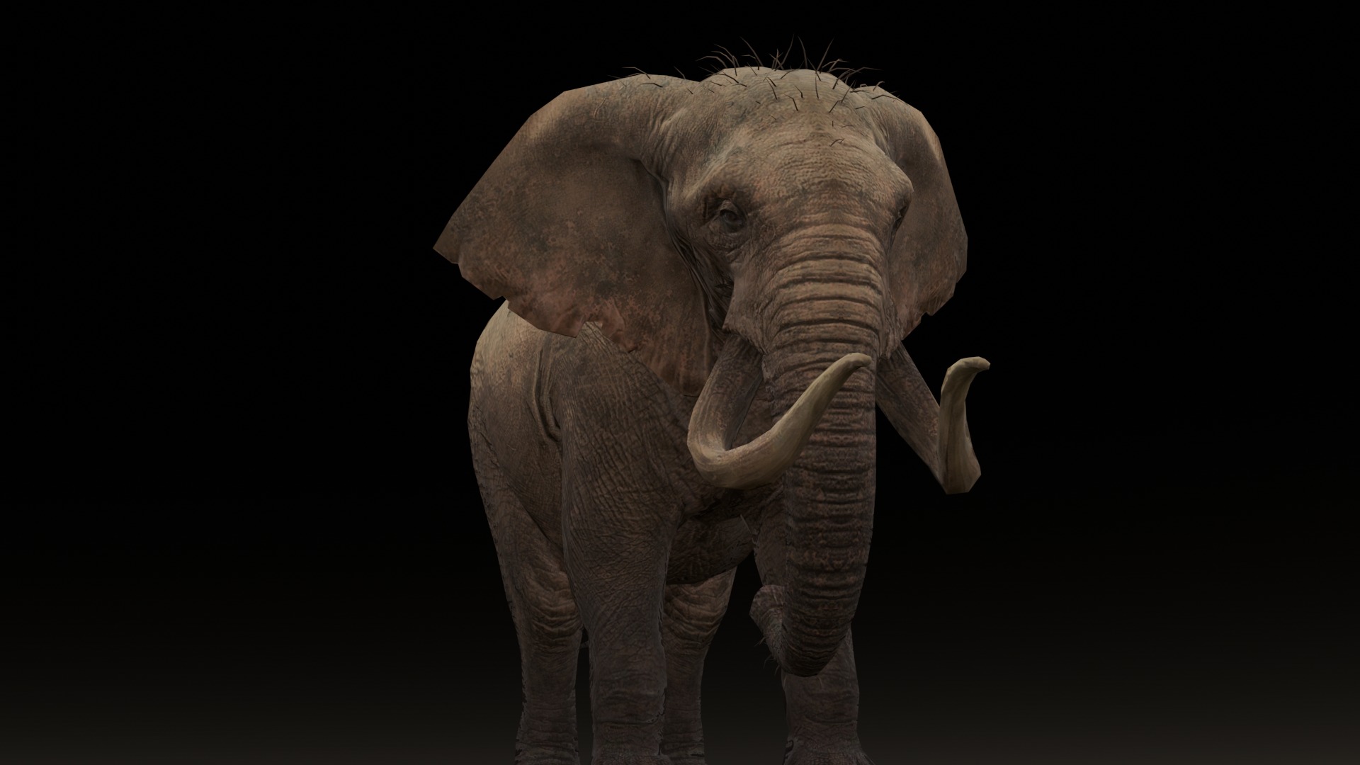 Elephant Animated Rigged 3D Model Low-poly 3D model_10