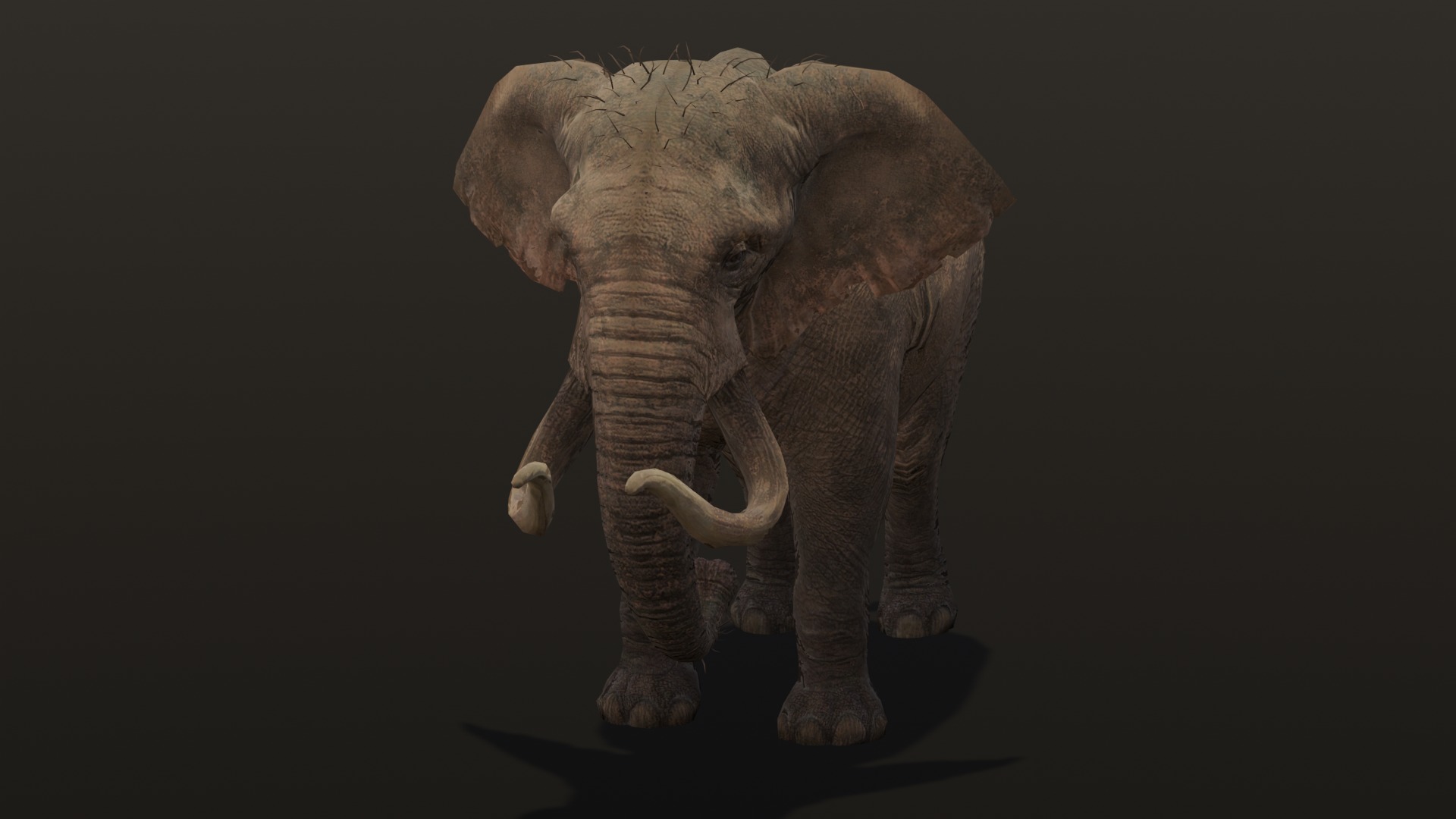 Elephant Animated Rigged 3D Model Low-poly 3D model_16