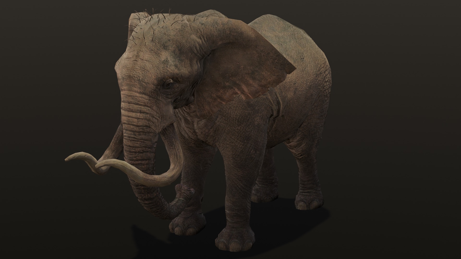 Elephant Animated Rigged 3D Model Low-poly 3D model_4