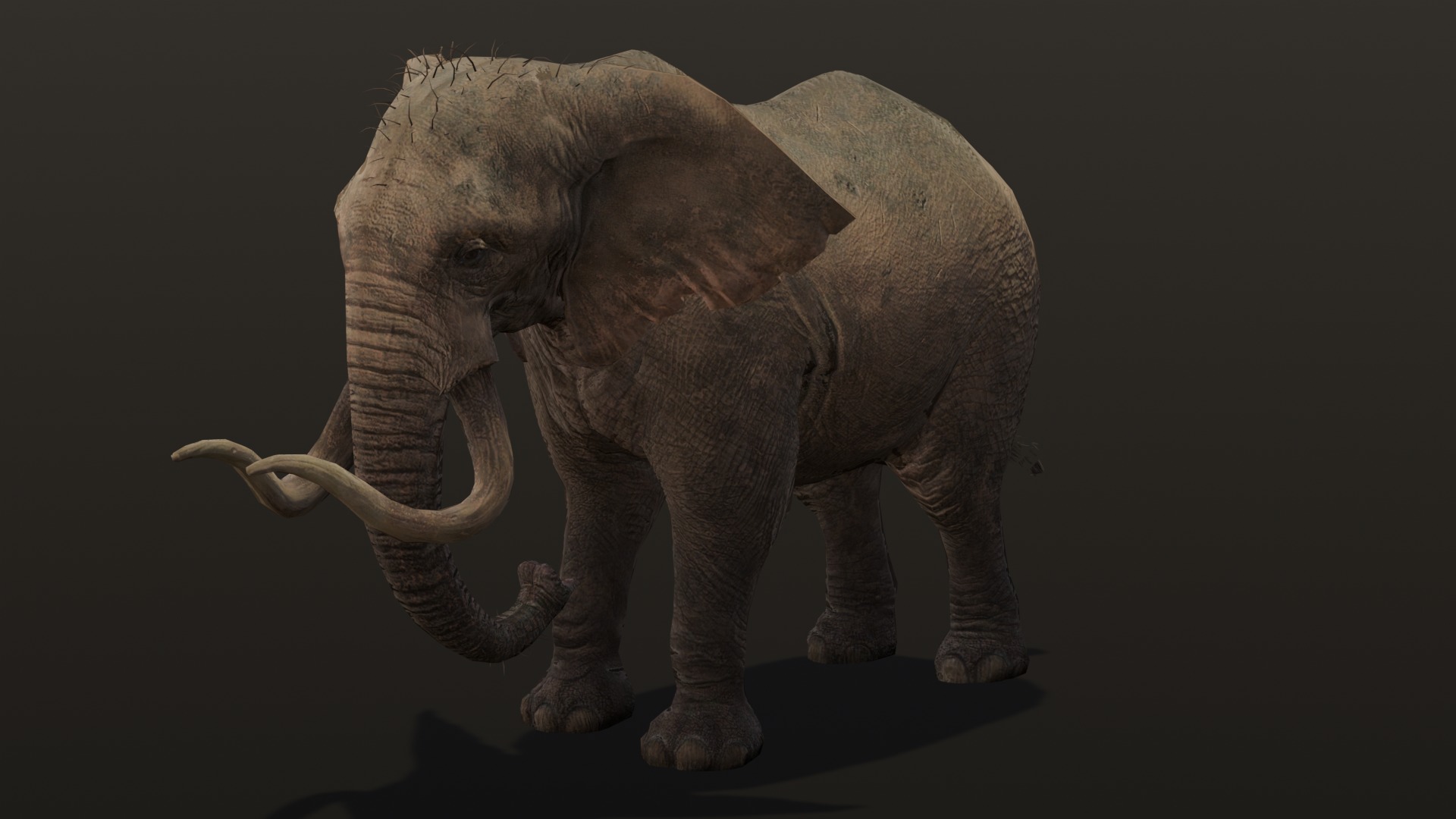 Elephant Animated Rigged 3D Model Low-poly 3D model_14