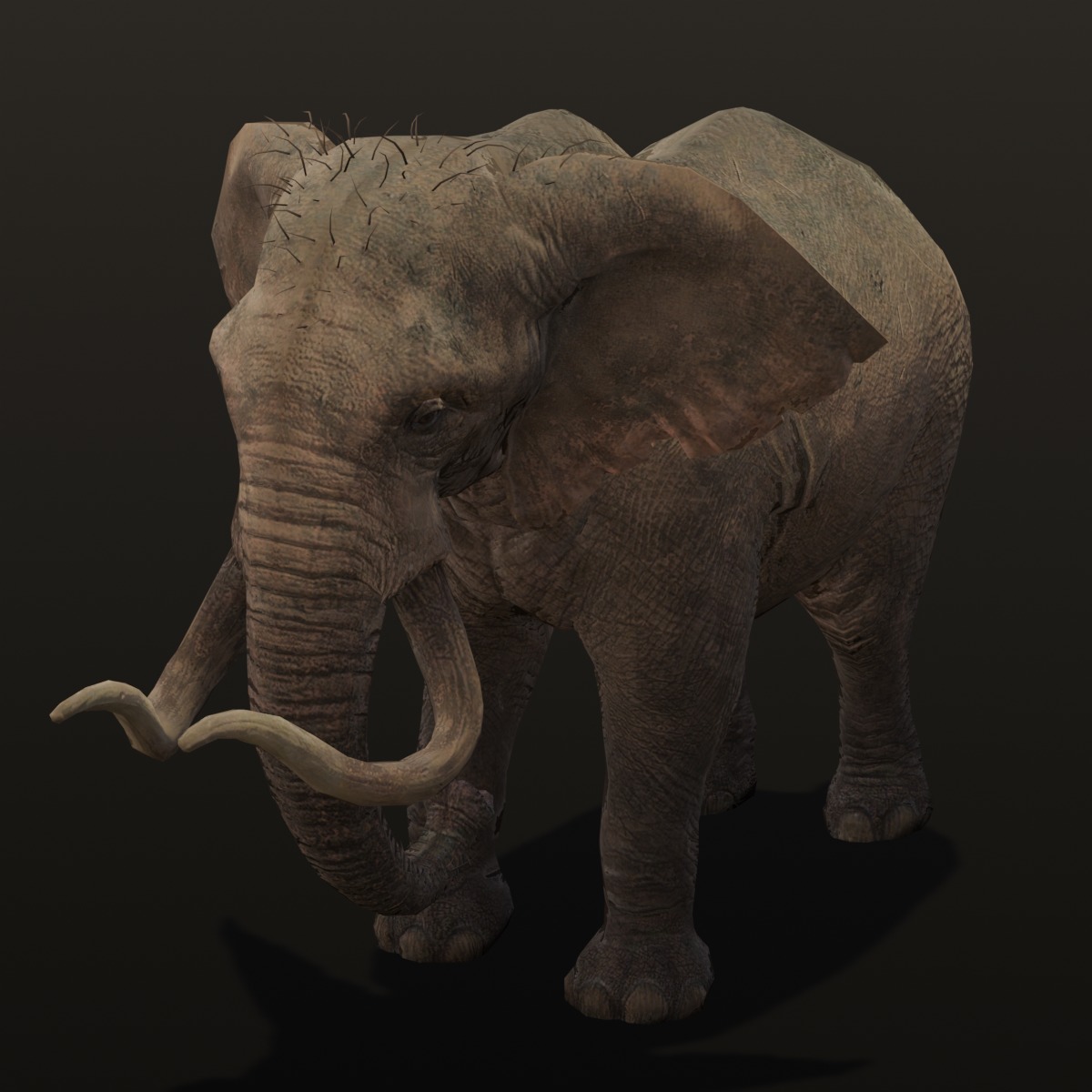 Elephant Animated Rigged 3D Model Low-poly 3D model_5