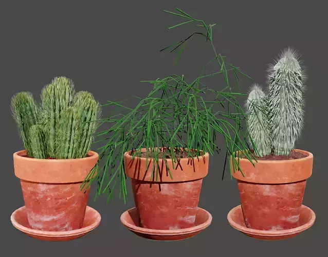Realistic 3D Indoor Cacti Low-poly 3D model