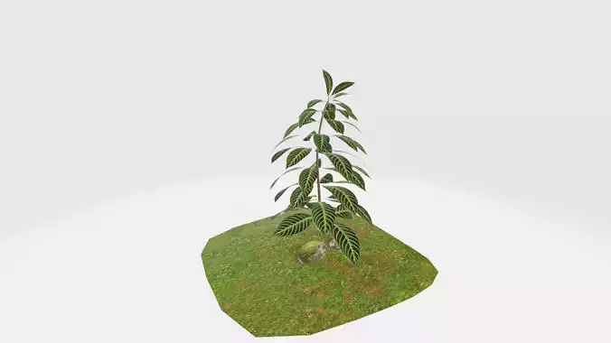 Arbusto folhas grandes