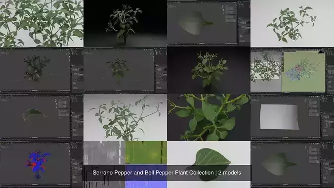 Serrano Pepper and Bell Pepper Plant Collection