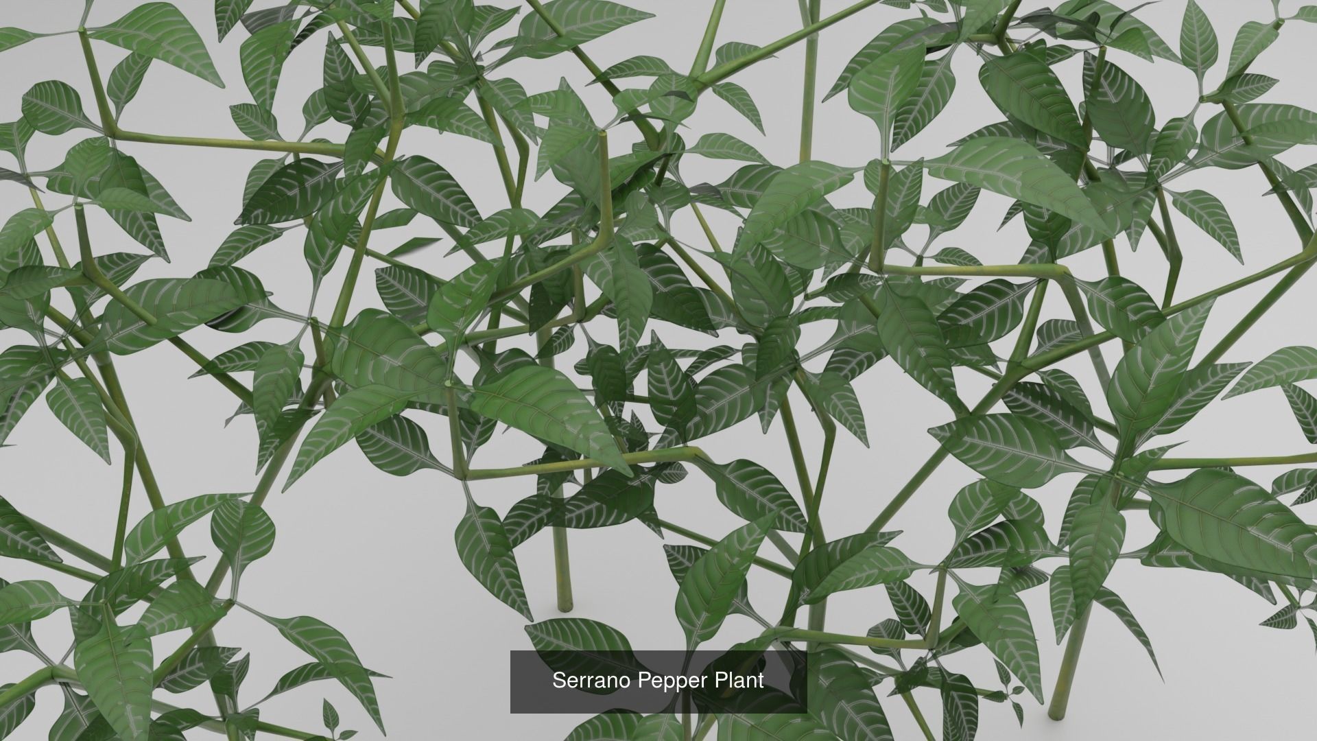 Pepper and Plants Set Low Poly Game Ready 3D Model Collection_4