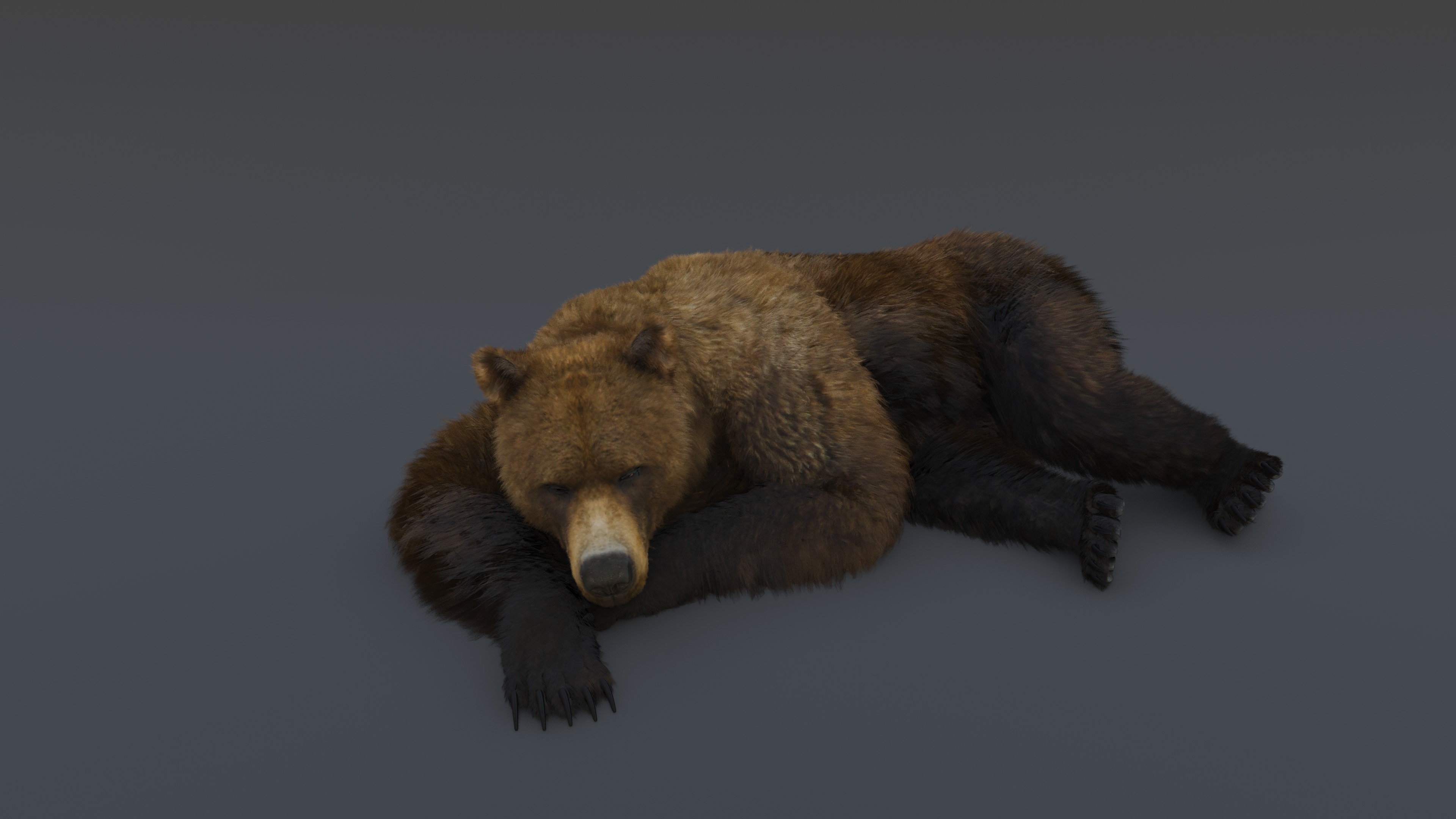Brown Bear 3D model_9