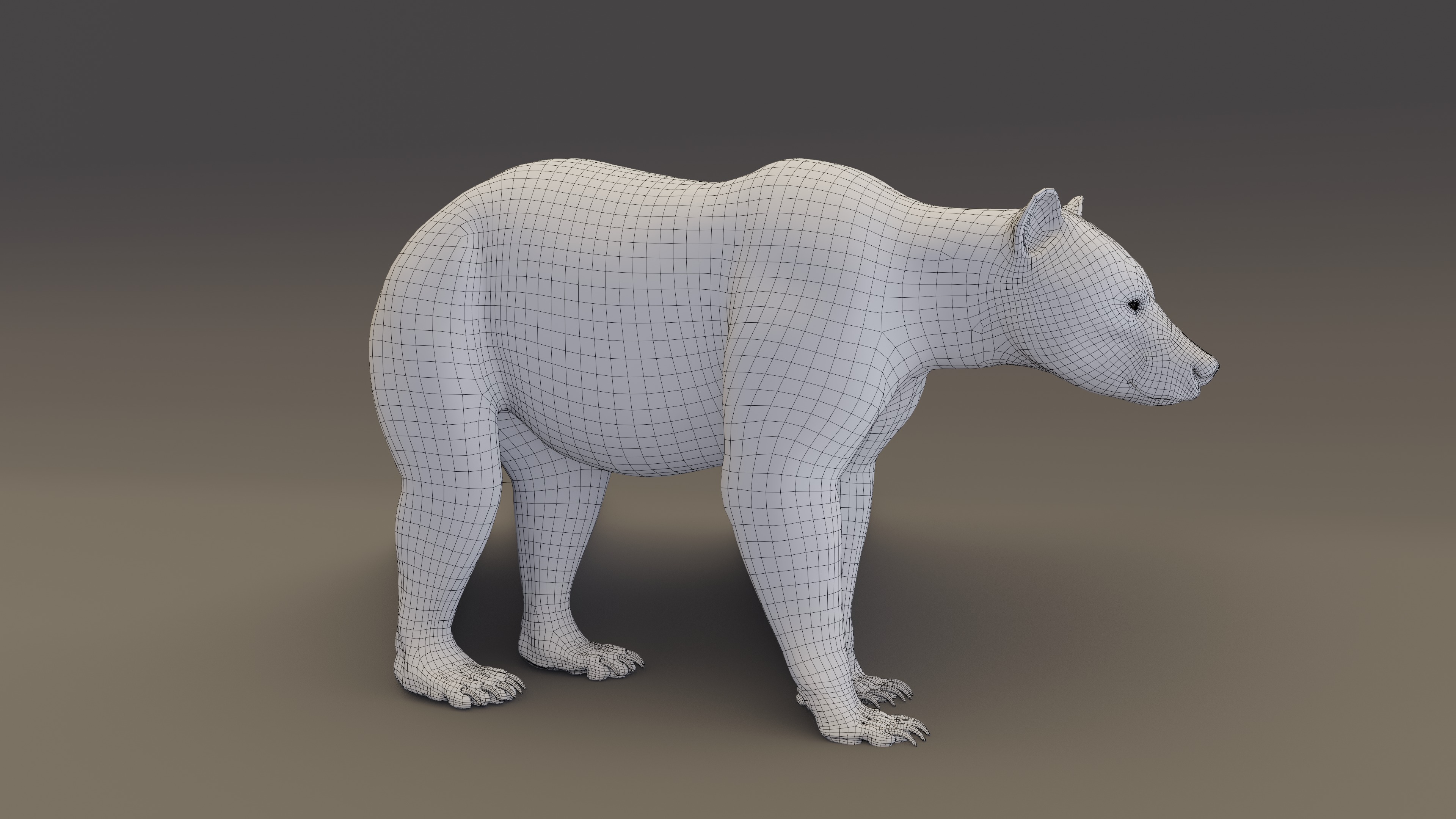 Brown Bear 3D model_7