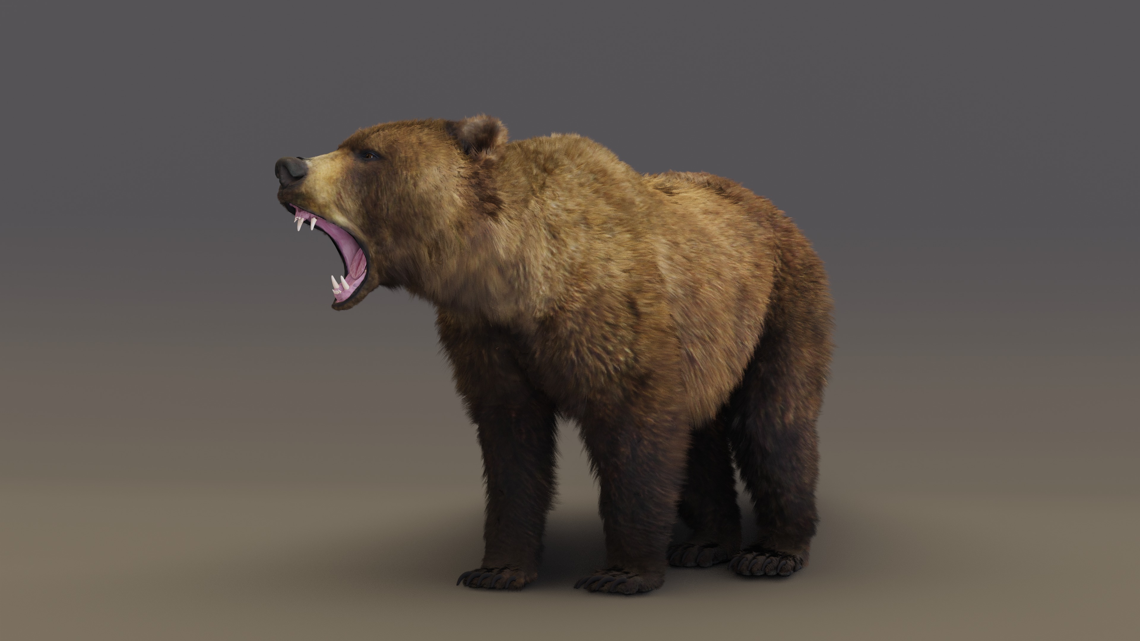 Brown Bear 3D model_10
