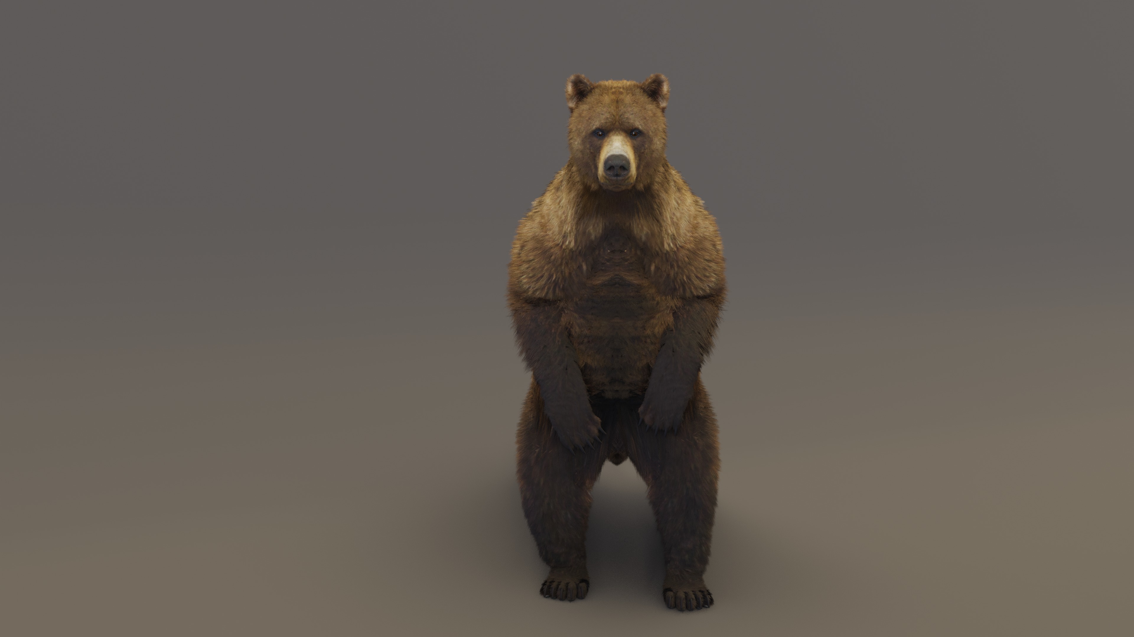Brown Bear 3D model_12