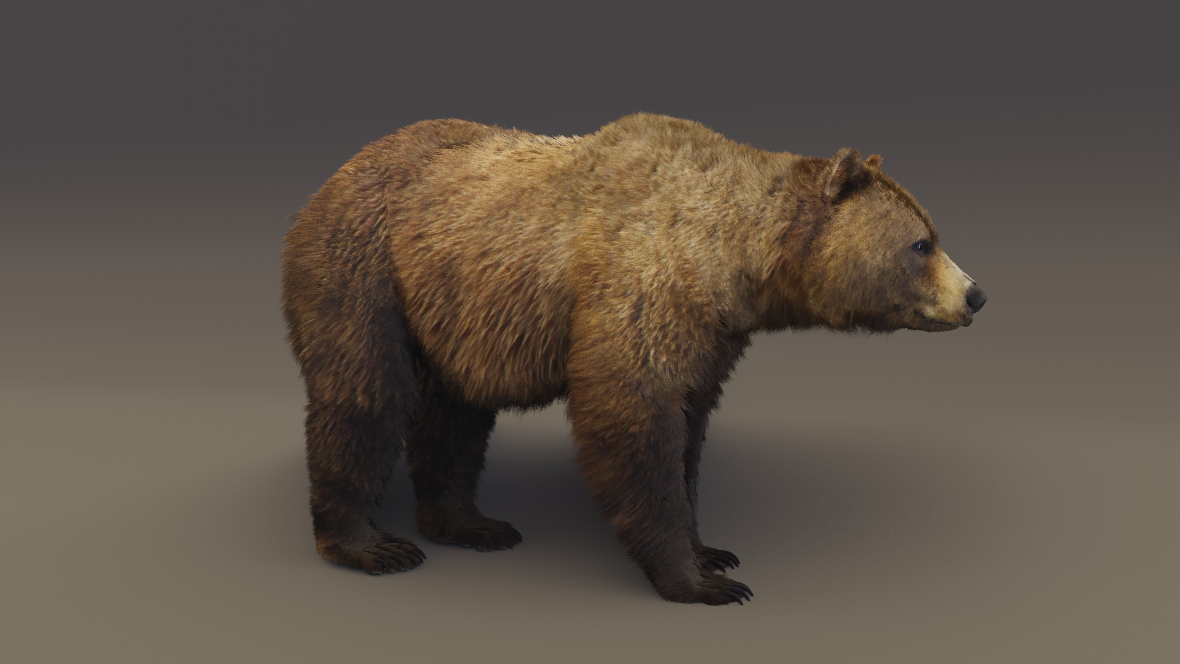 Brown Bear 3D model_6