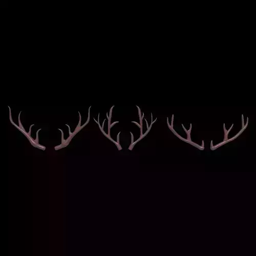 Deer Antler
