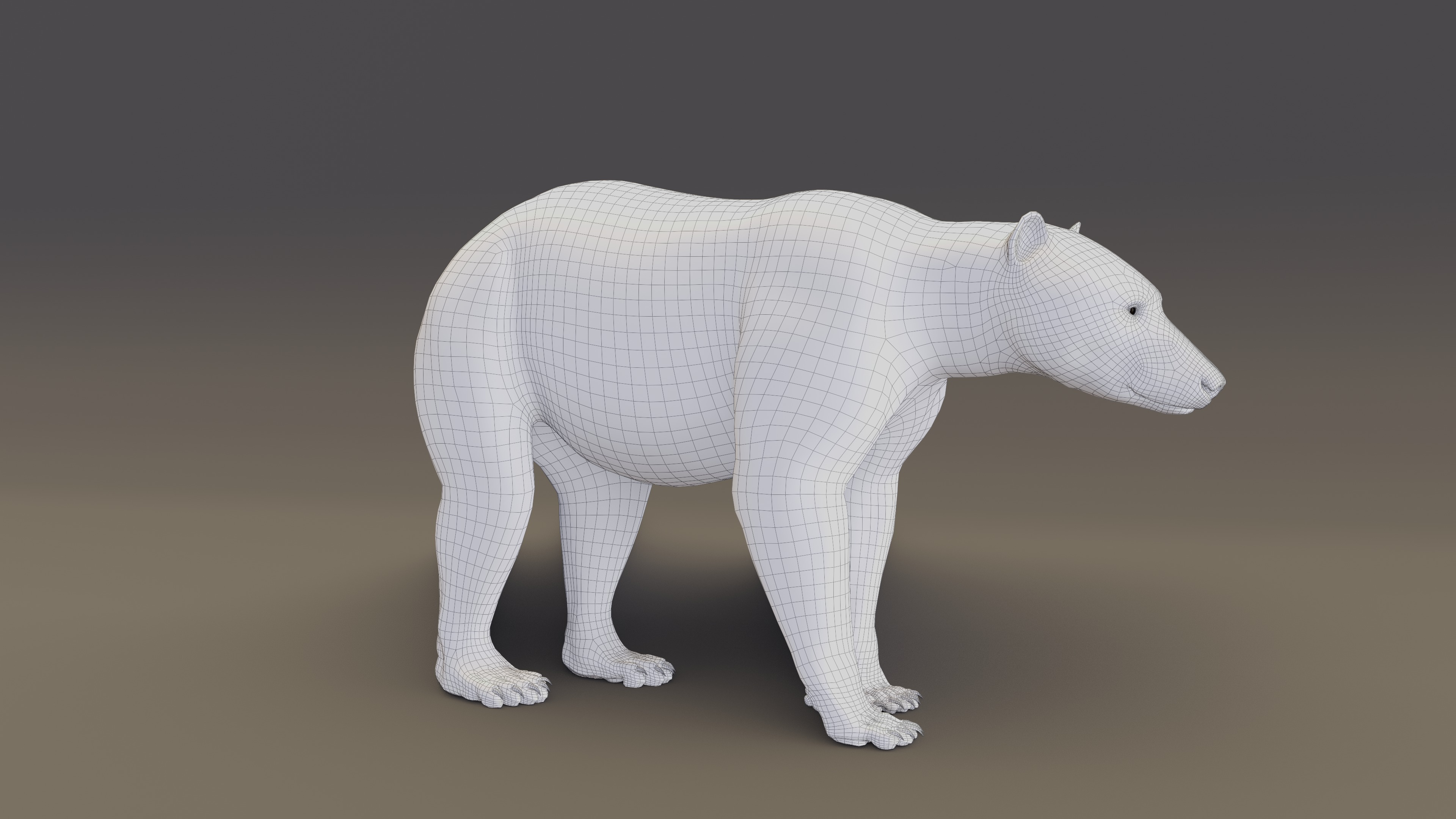 Polar Bear 3D model_8