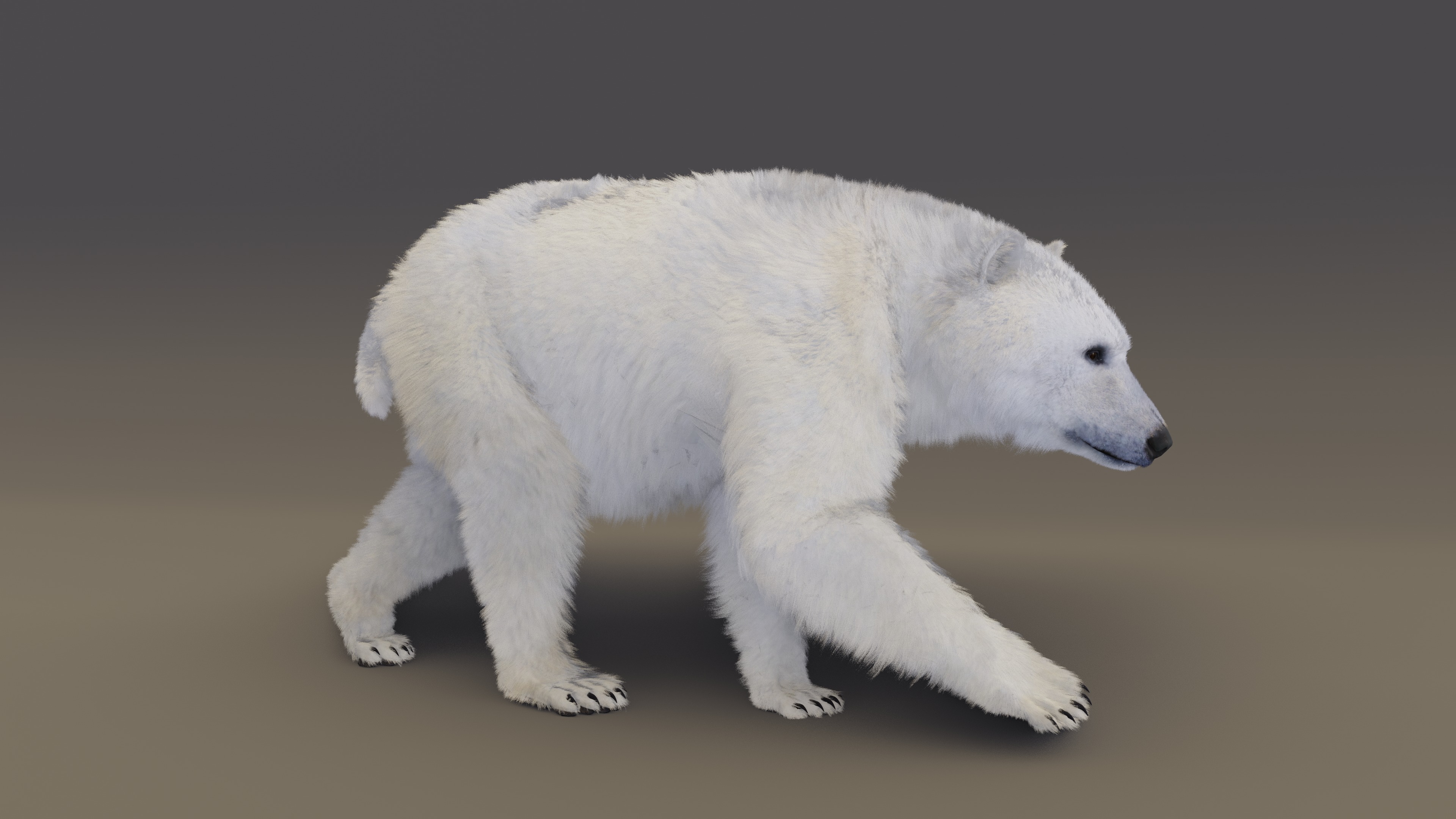 Polar Bear 3D model_15
