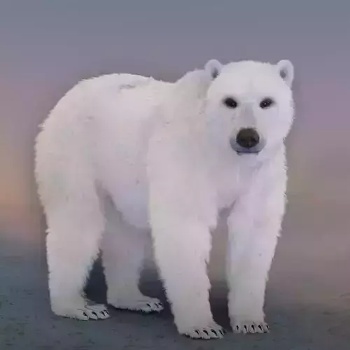 Polar Bear 3D model