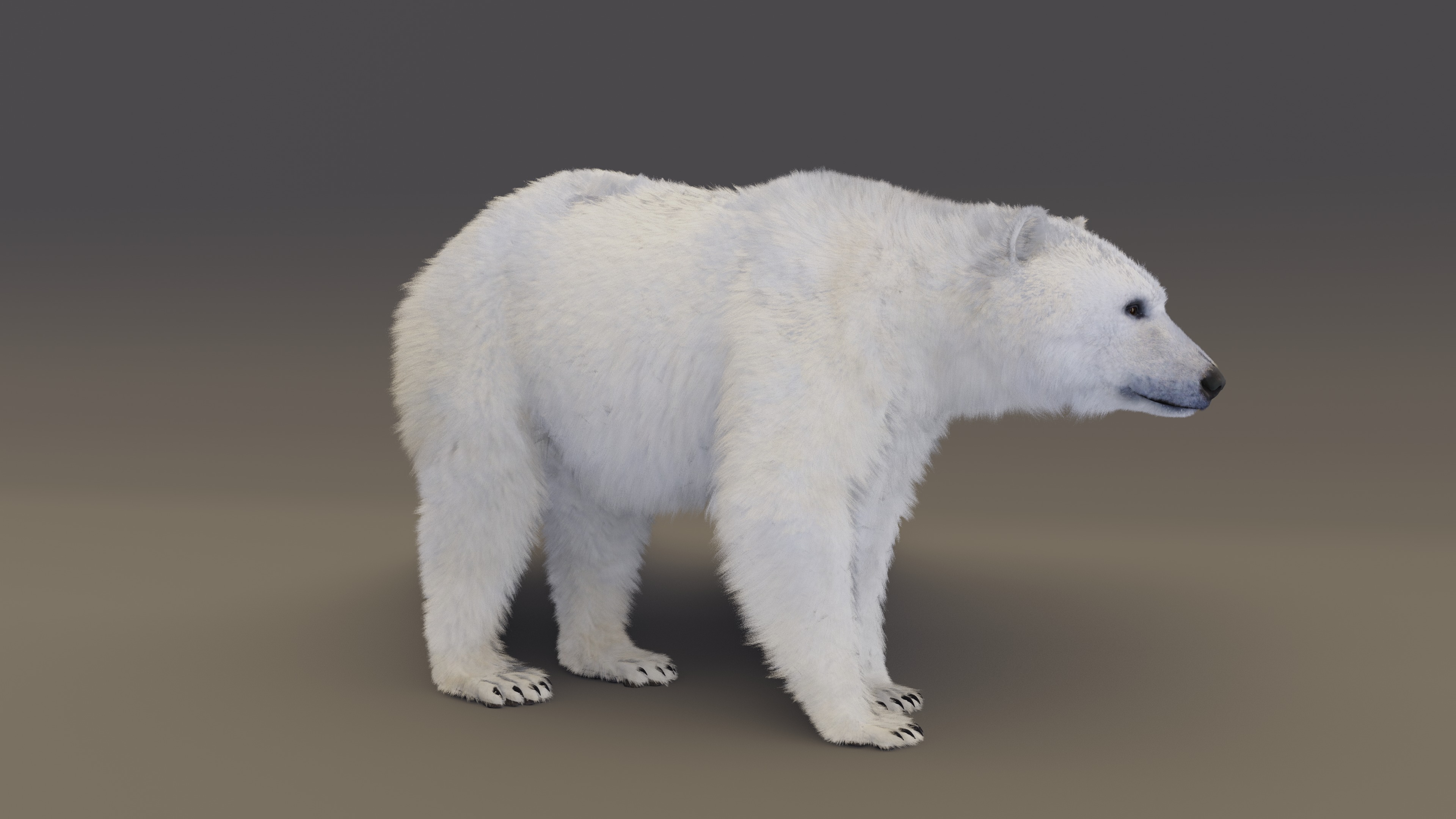 Polar Bear 3D model_7