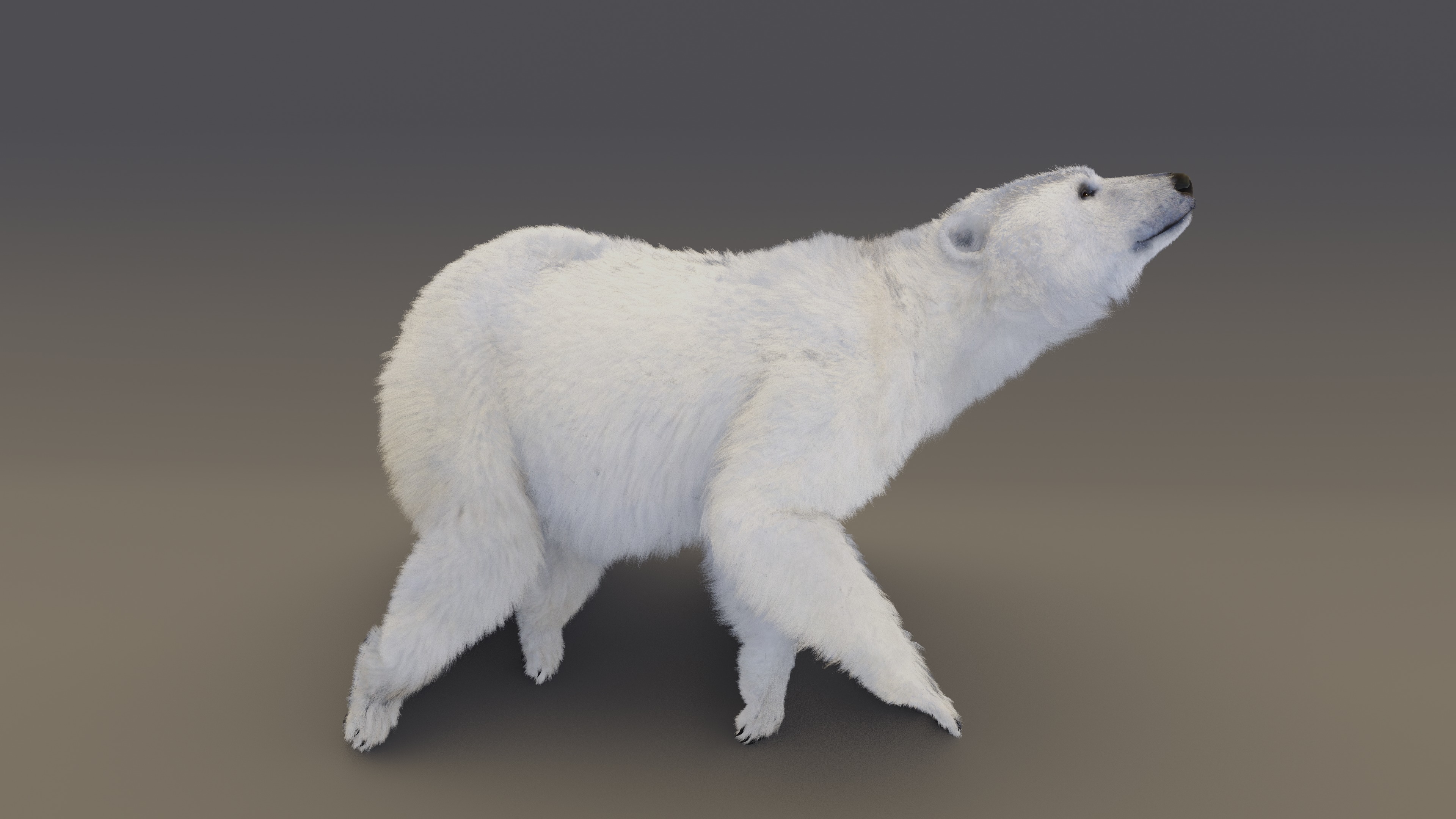 Polar Bear 3D model_16