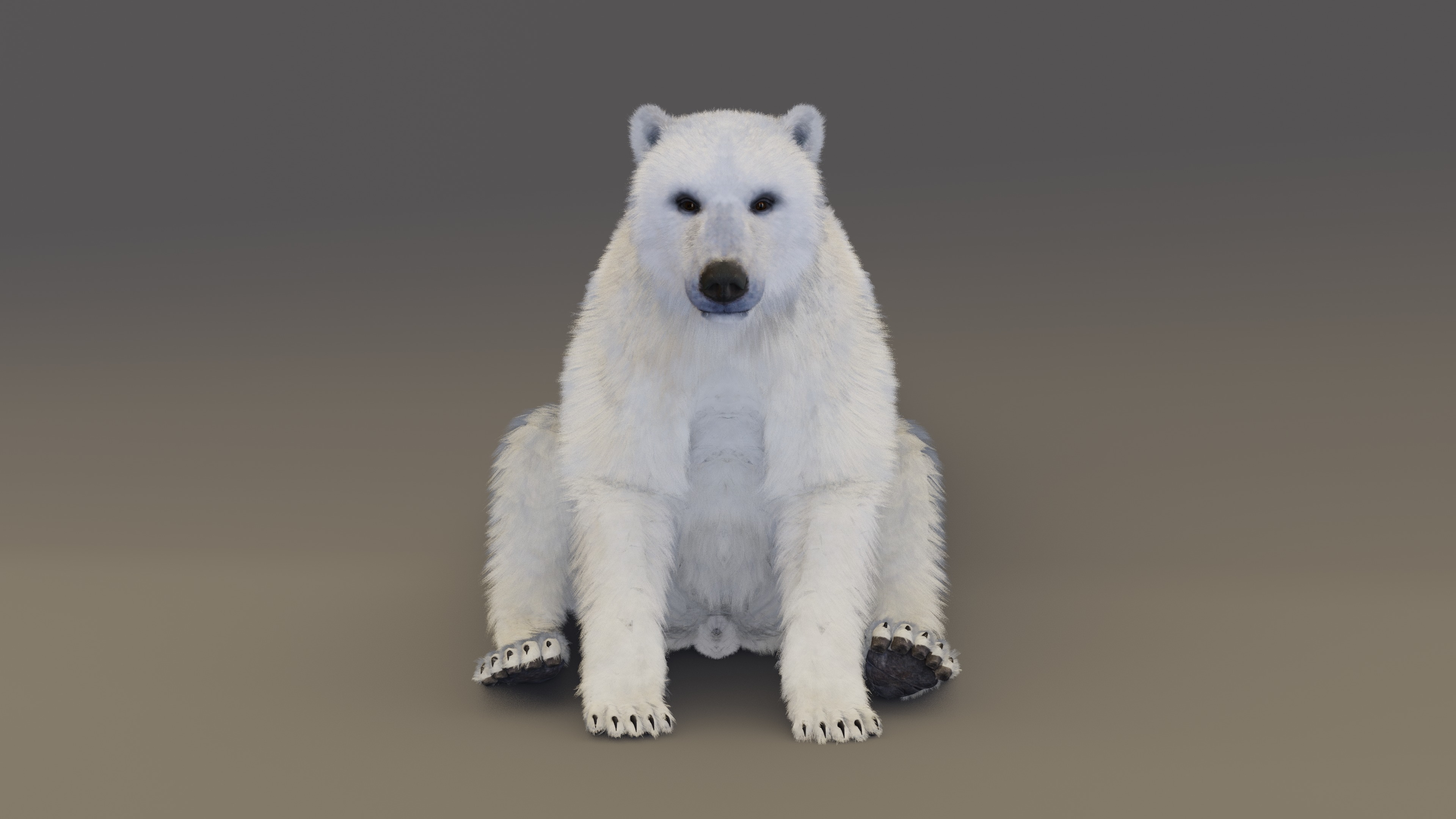 Polar Bear 3D model_6