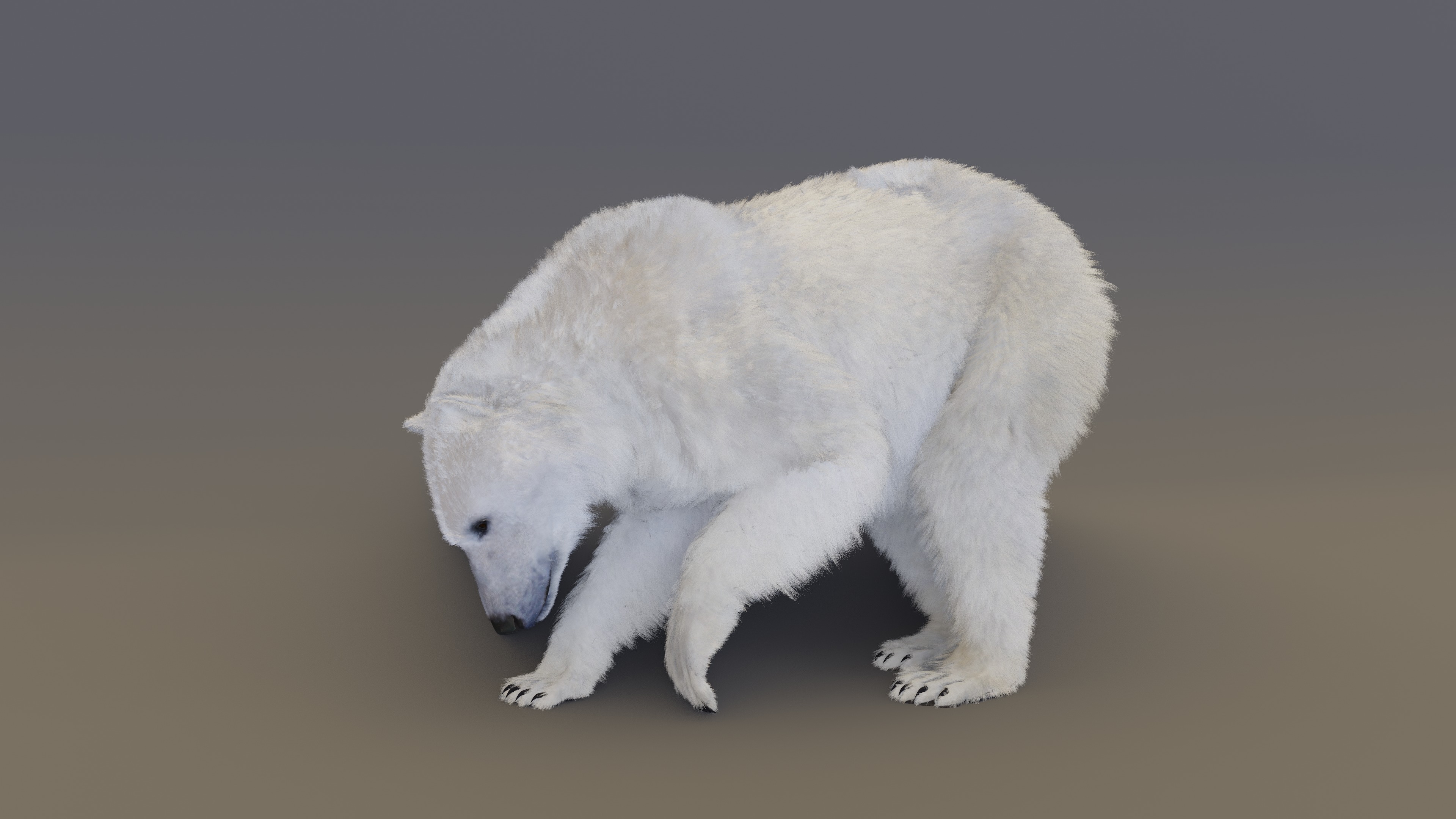 Polar Bear 3D model_12