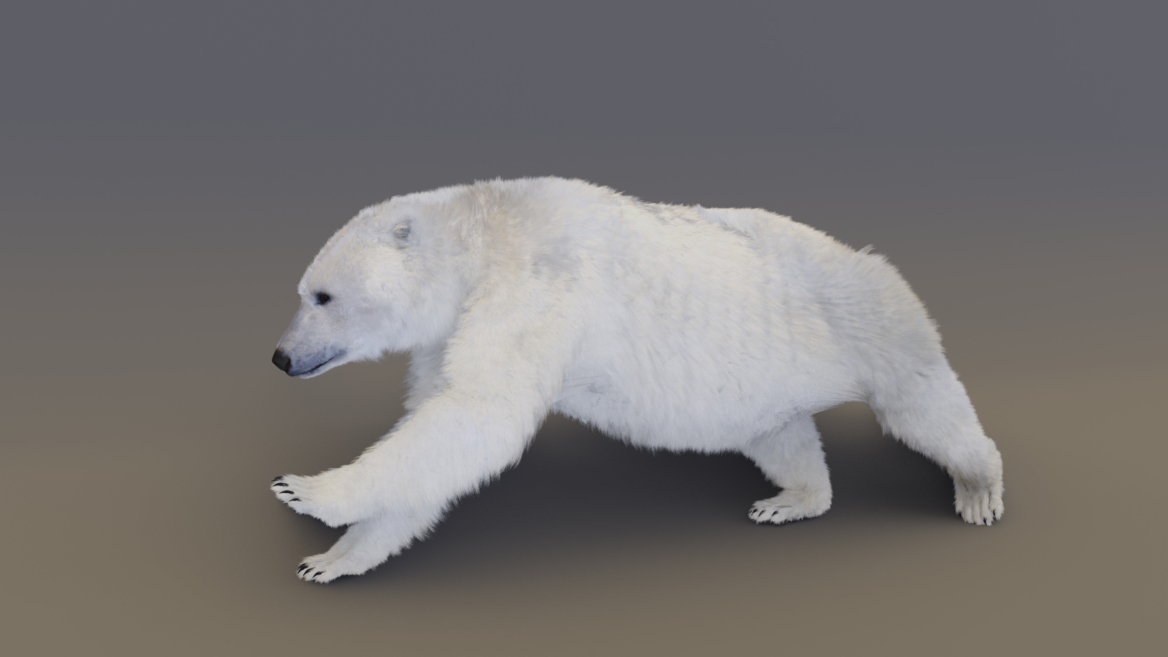 Polar Bear 3D model_14