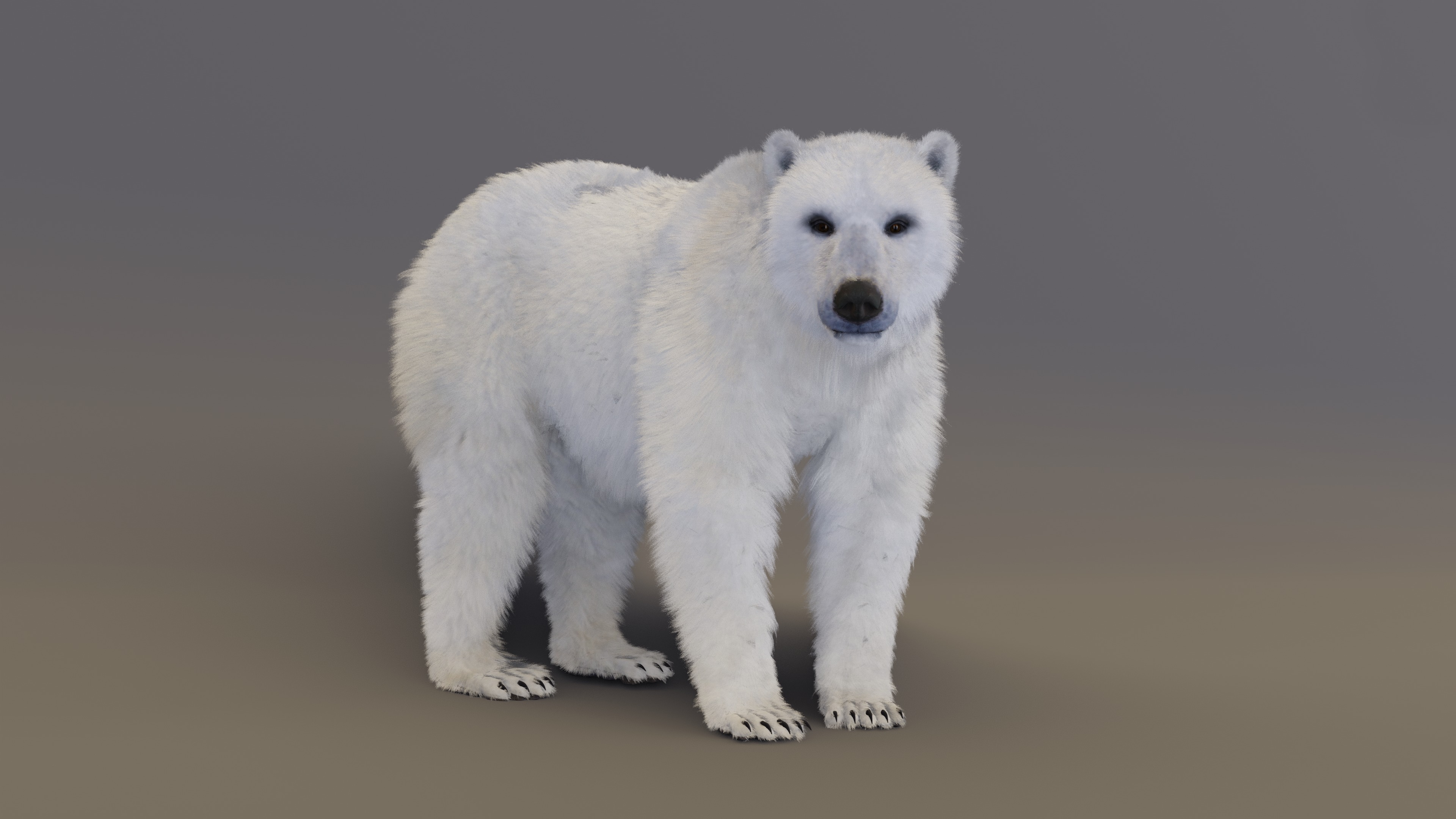 Polar Bear 3D model_17