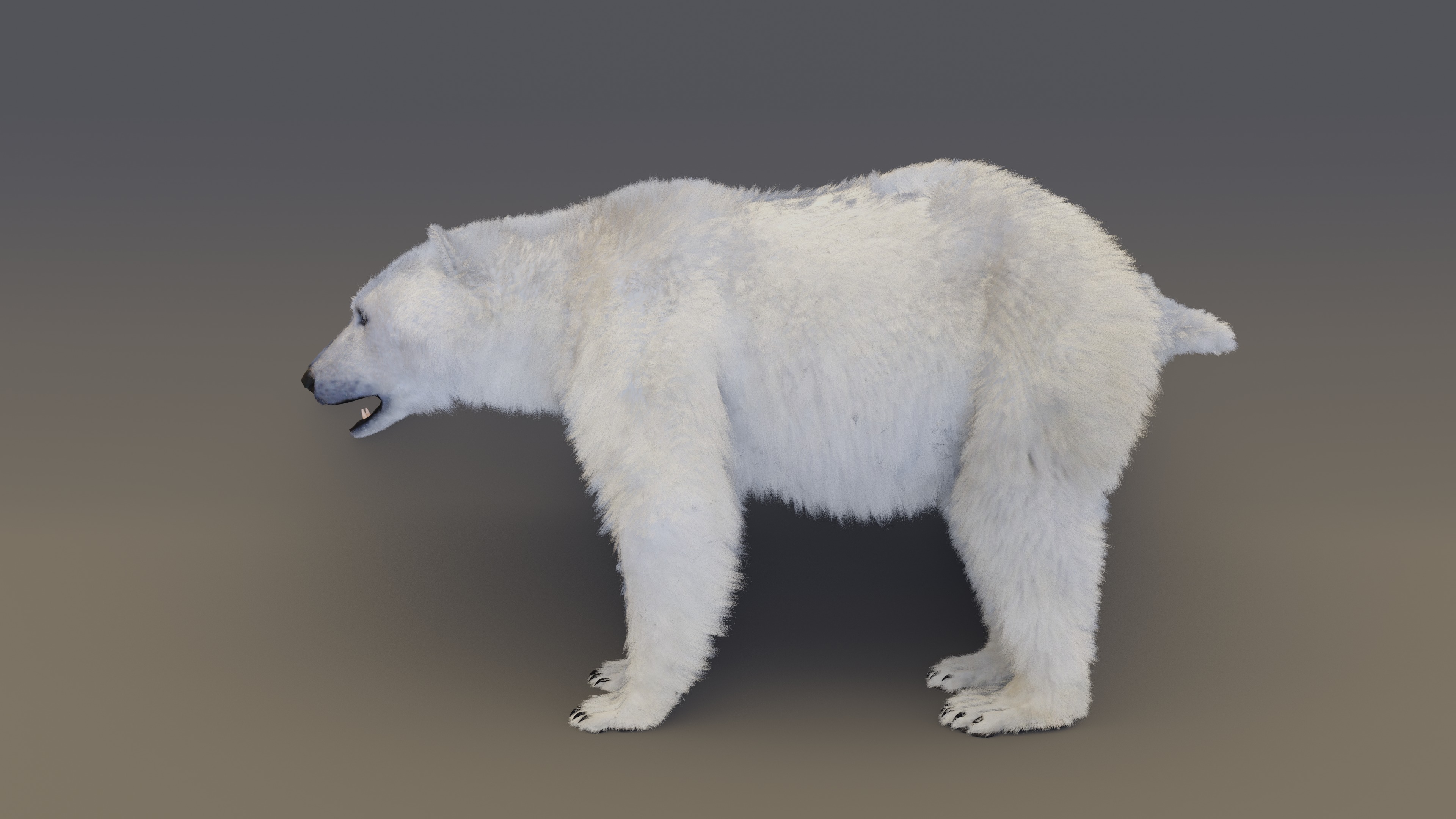 Polar Bear 3D model_9