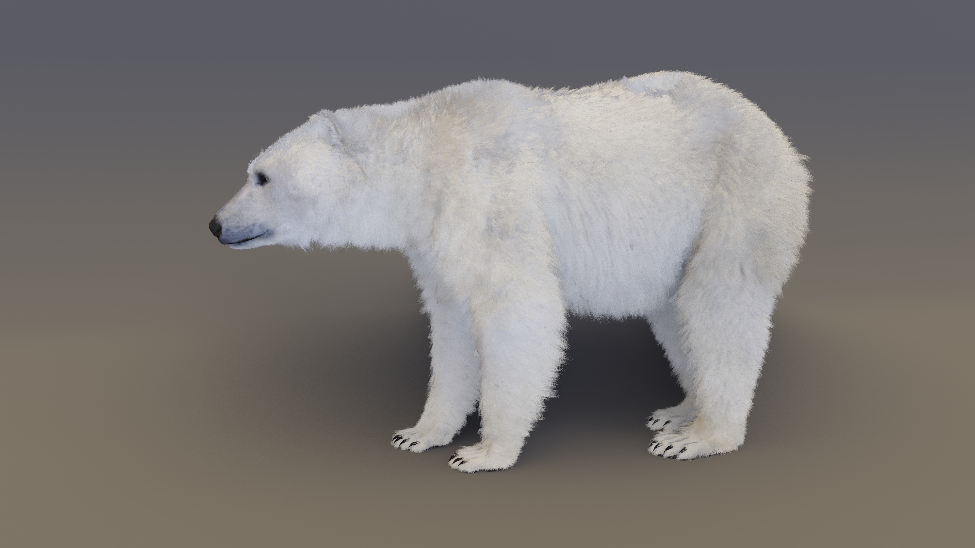 Polar Bear 3D model_13