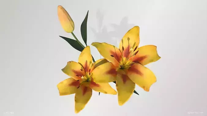 Yellow Lilies Low-poly 3D model