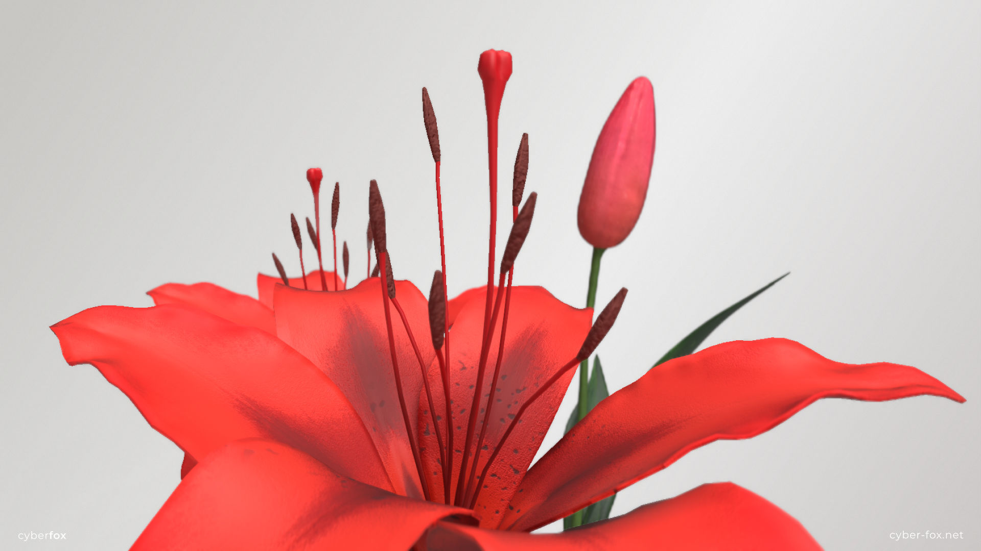 Red Lilies Low-poly 3D model_6
