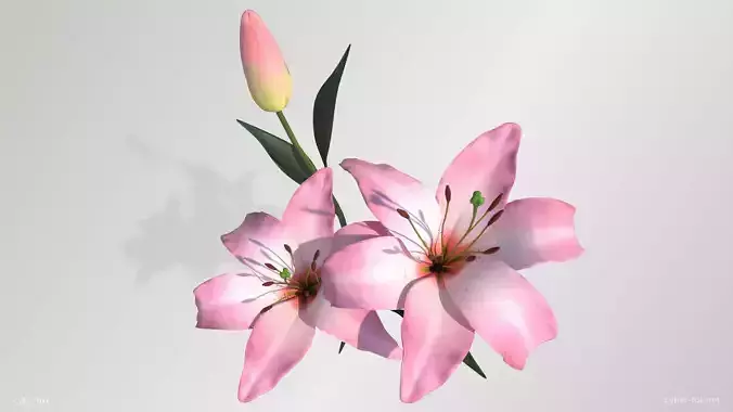 Pink Lilies Low-poly 3D model