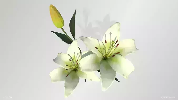 White Lilies Low-poly 3D model